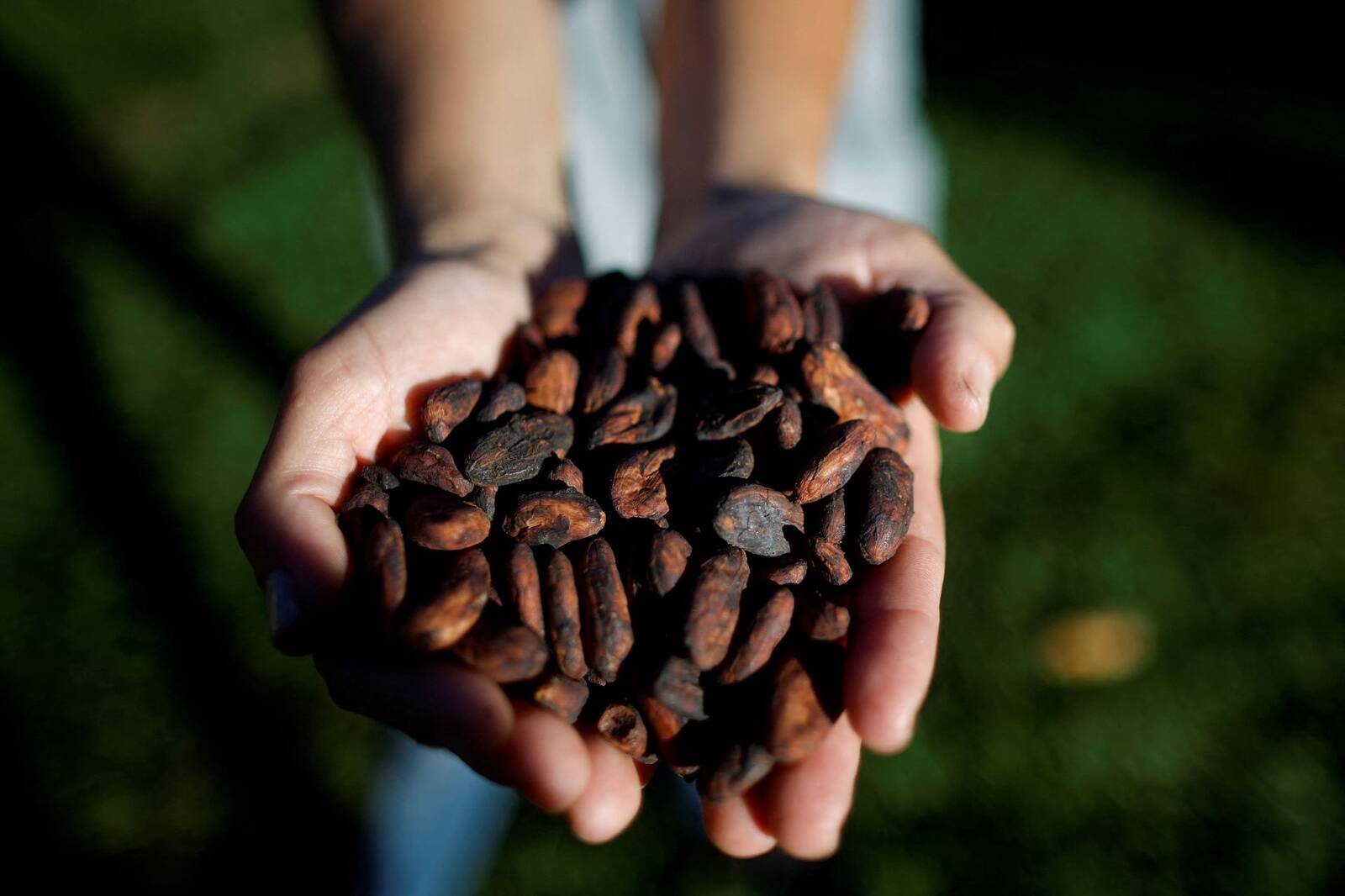 Panamir tarnib enda kakaooad Aafrikast ja Lõuna-Ameerikast. Fotol on näha kuivatatud kakaoube Brasiilias.