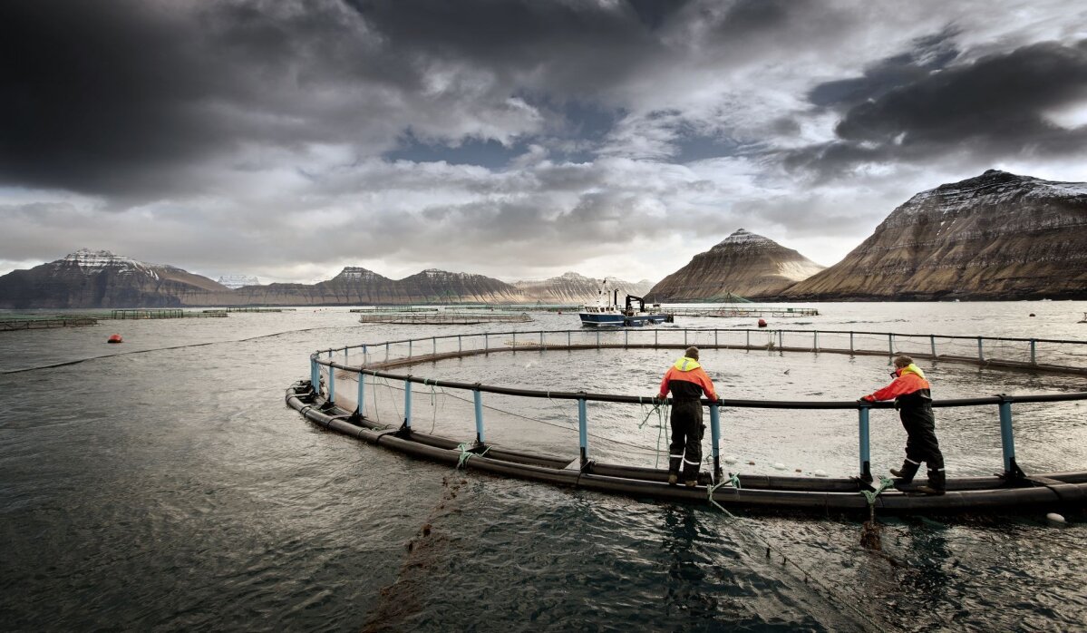 лосось с фарерских островов
