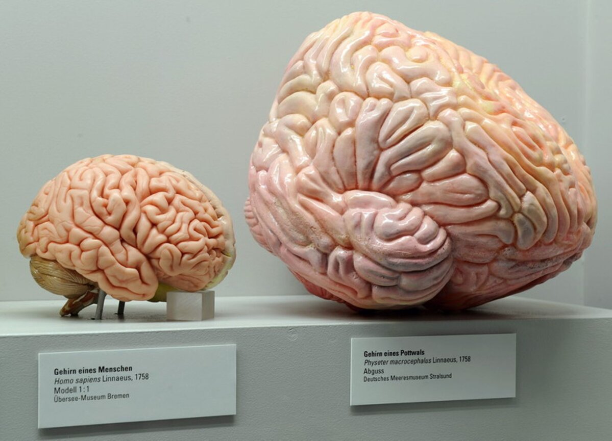 Чем мозг человека отличается от мозга обезьяны?