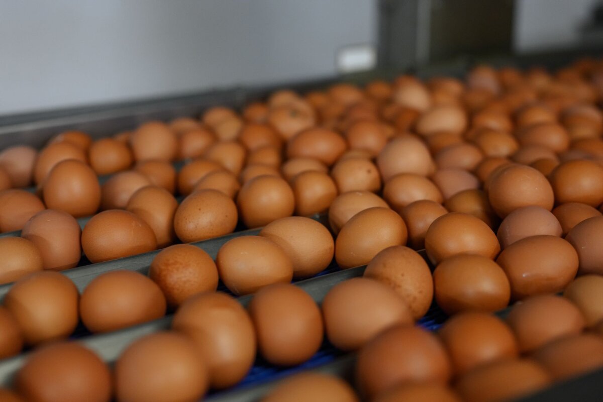 Cette année, la demande d’œufs pondus dans des poulaillers en Lettonie pourrait doubler, mais les prix resteront au niveau de l’année dernière