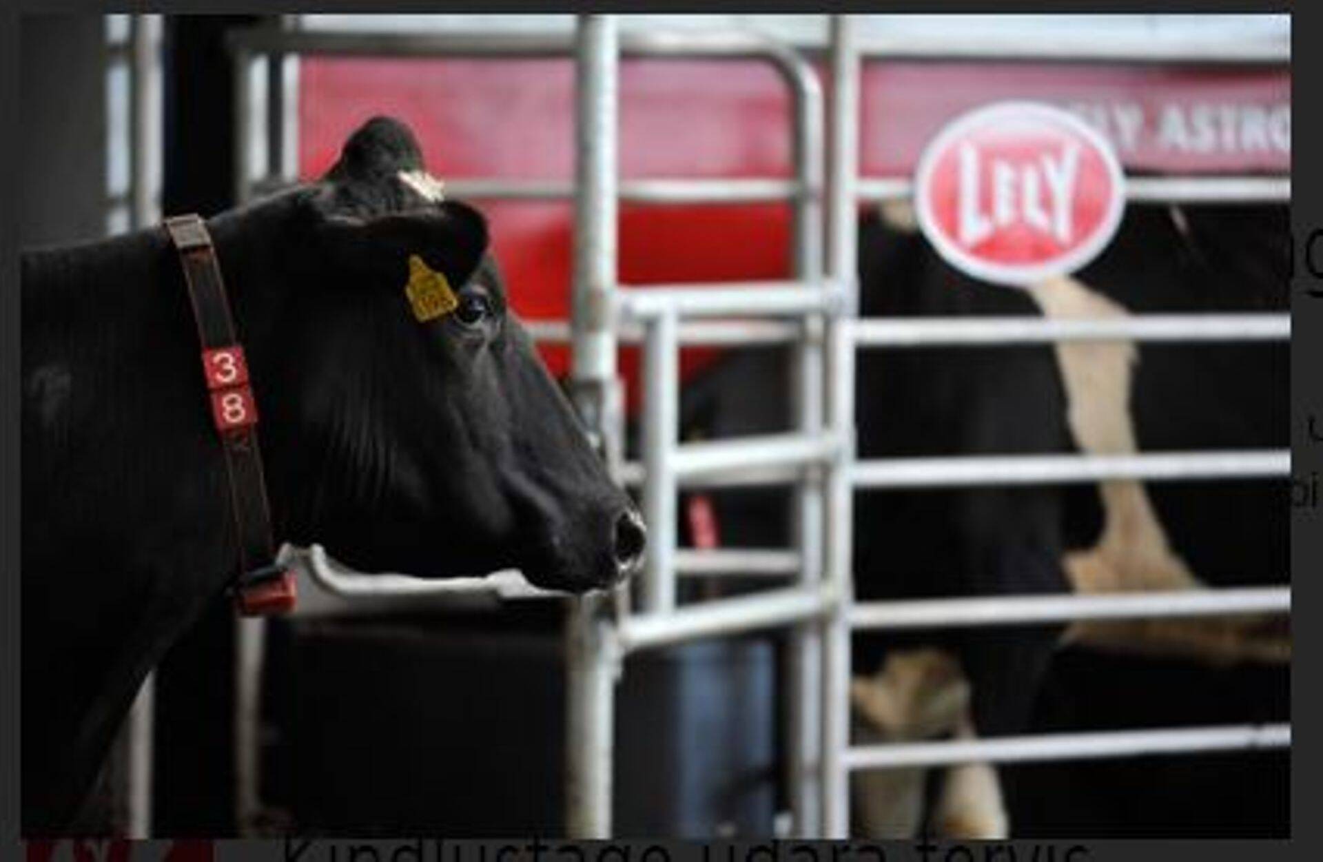 Automaatne lüps, mis sobib kõigile piimafarmidele