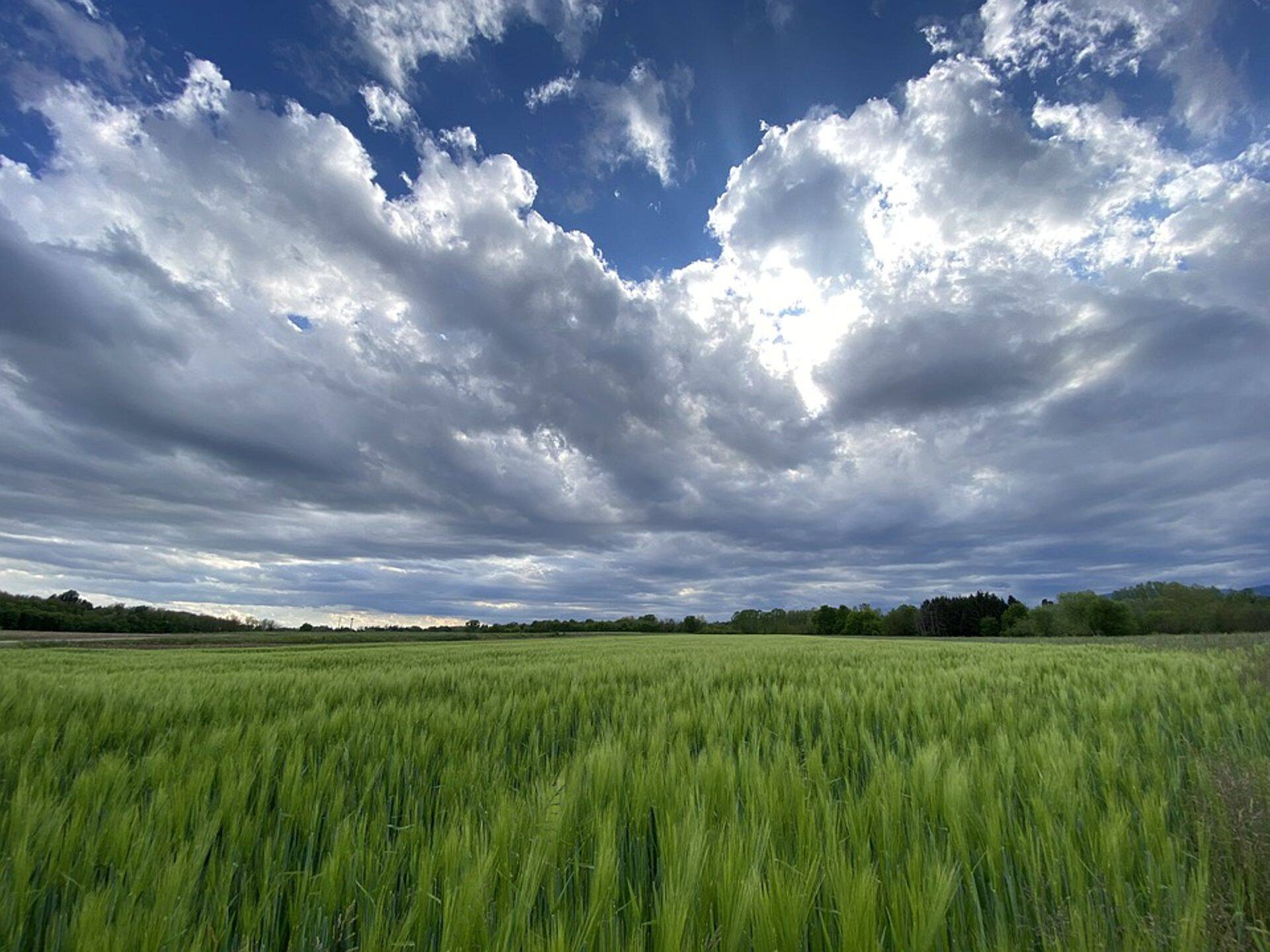 Suvi tõi kaks erinevat saagikindlustuse filosoofiat võistlema PRIA põllumajanduskindlustustoetusele.