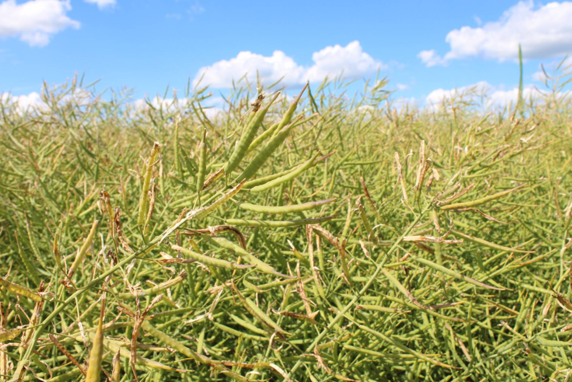 Agrochema juht: Leedu põllumehed loodavad suuri saake