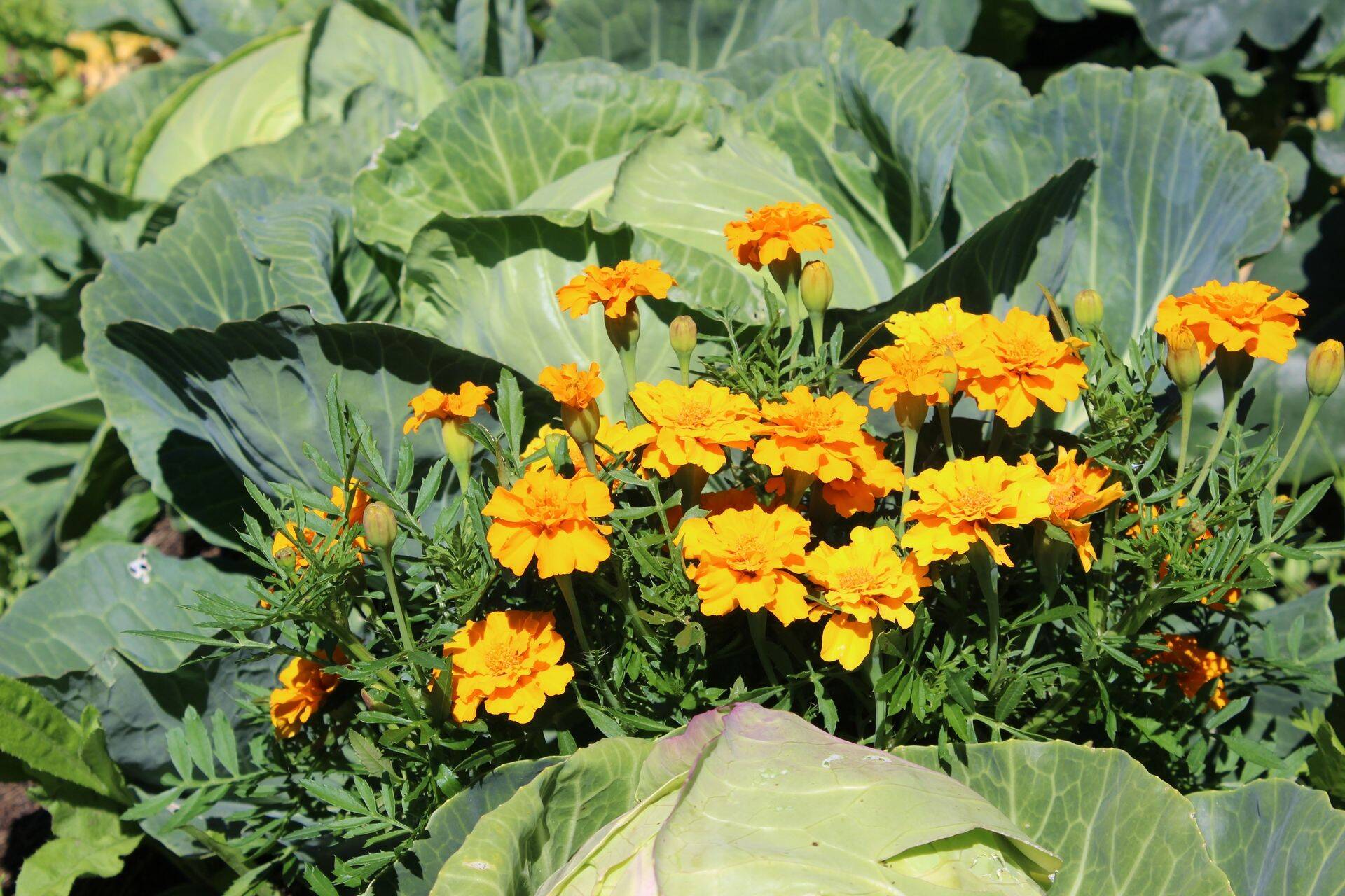 Mahepõllumajanduse registri pidamise põhimäärus muutub