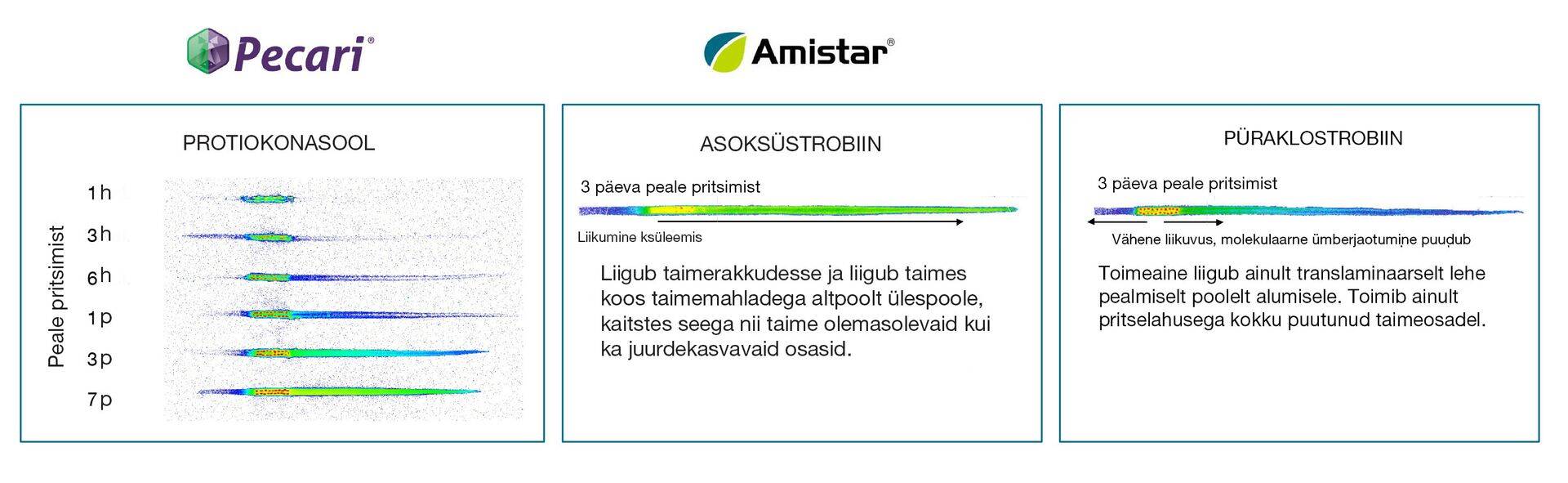 Joonis 1. Erinevate toimeainete liikumine taimelehes peale pritsimist