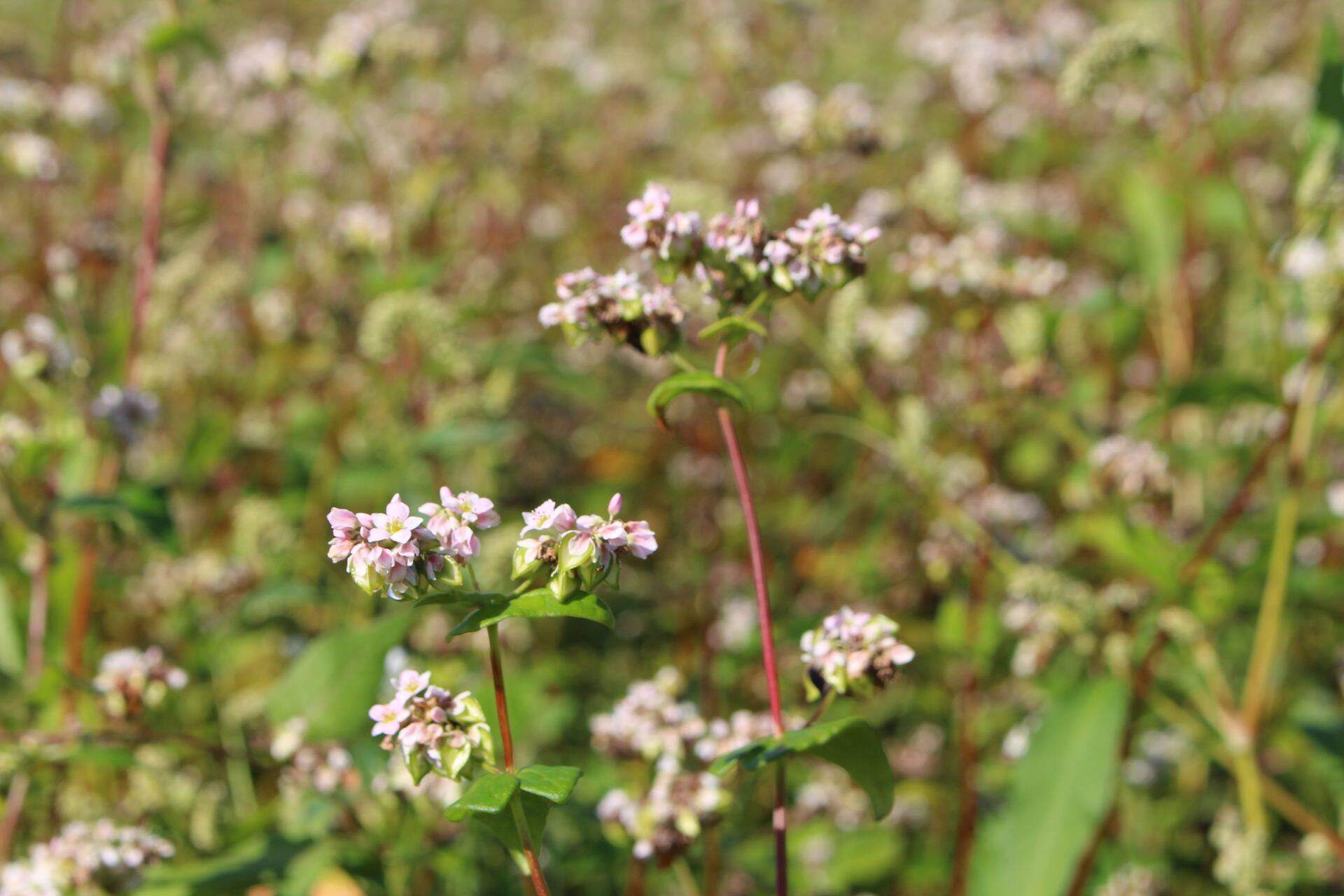Harilik tatar (Fagopyrum esculentum)