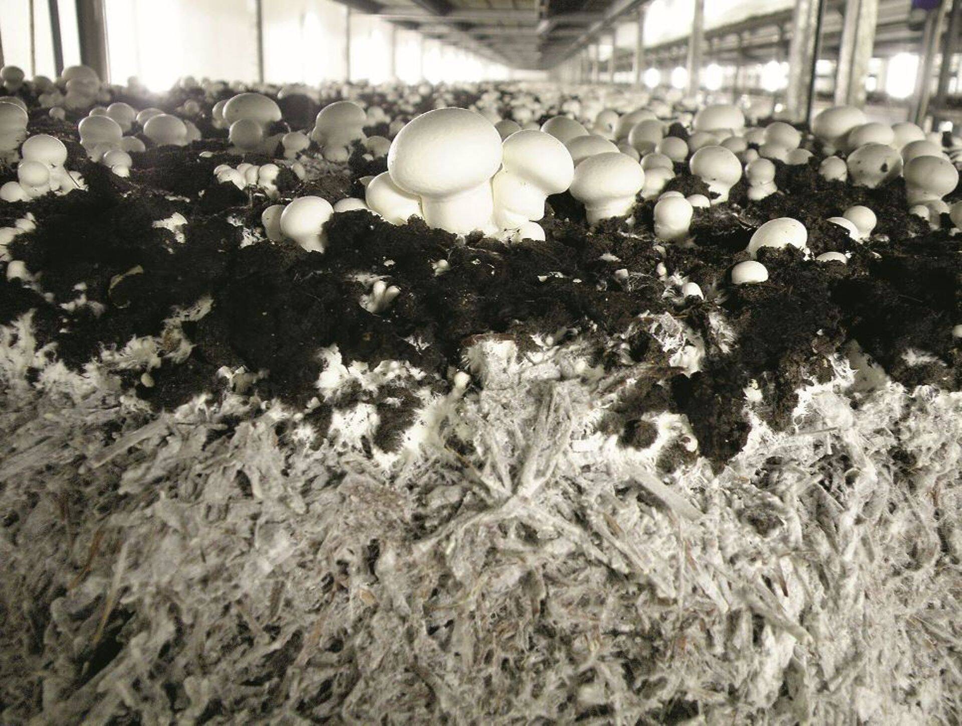 Baltikumi suurim seenekasvataja Baltic Champs kasvatab aastas 11 000 tonni seeni.