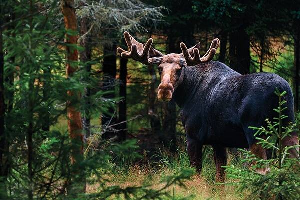 Põder andis kütile suures koguses liha ning korraliku naha. © Shutterstock