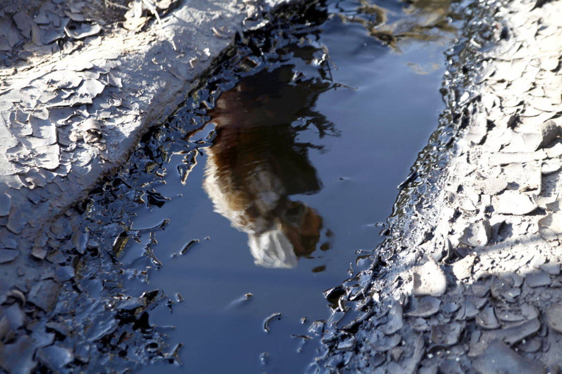 Toornafta hind on aasta alguses pea 50% alla tulnud.