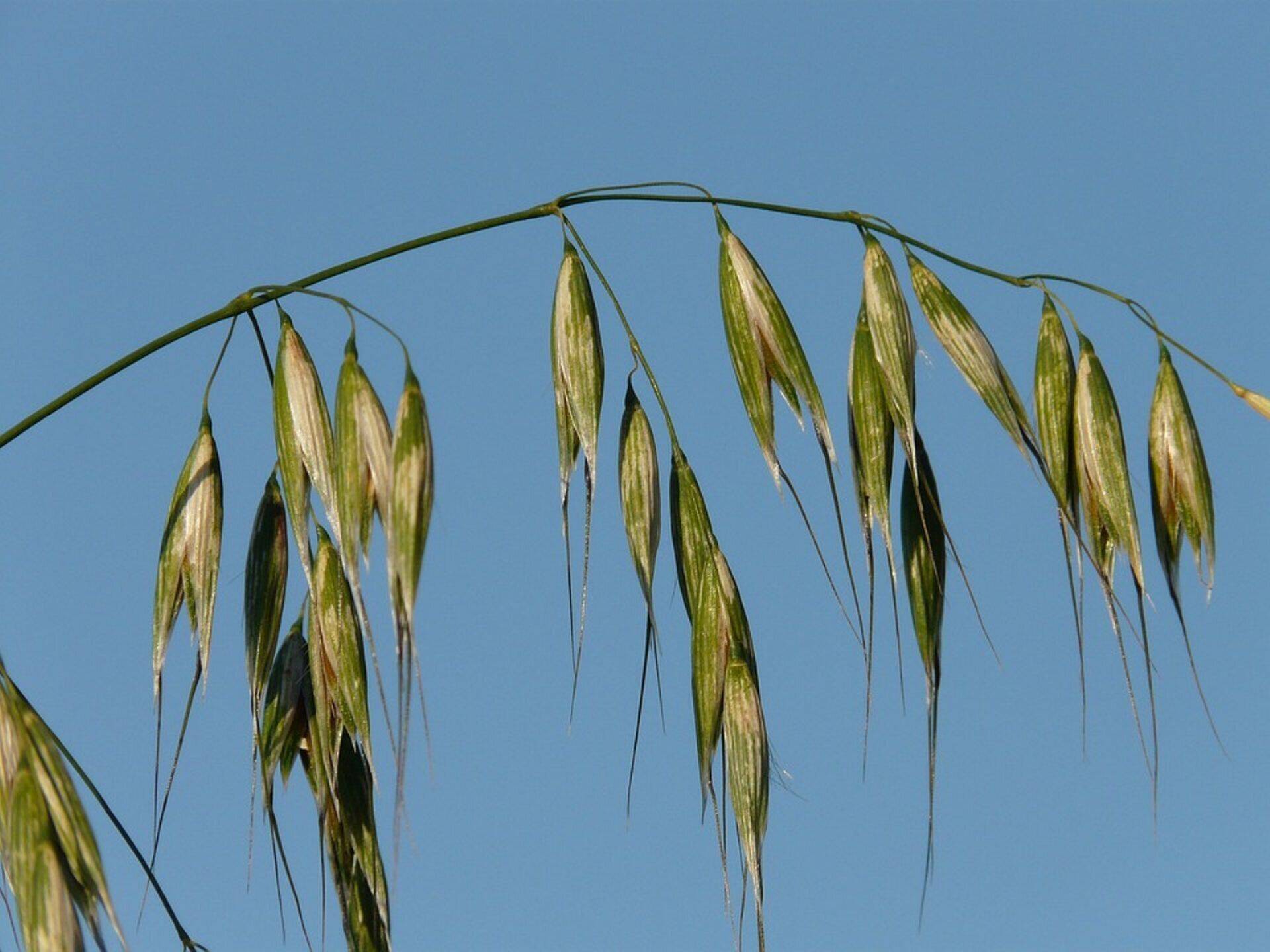 Tuulekaer on üks tülikaim umbrohi põldudel.