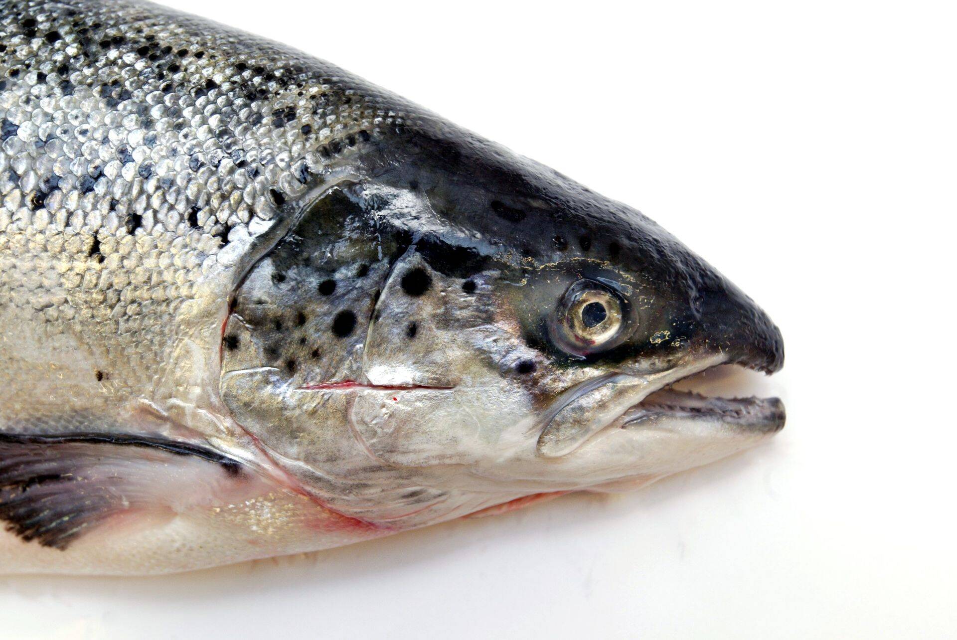 Restoranide ja hottelide asemel jõuab lõhe nüüd rohkem poelettidele.