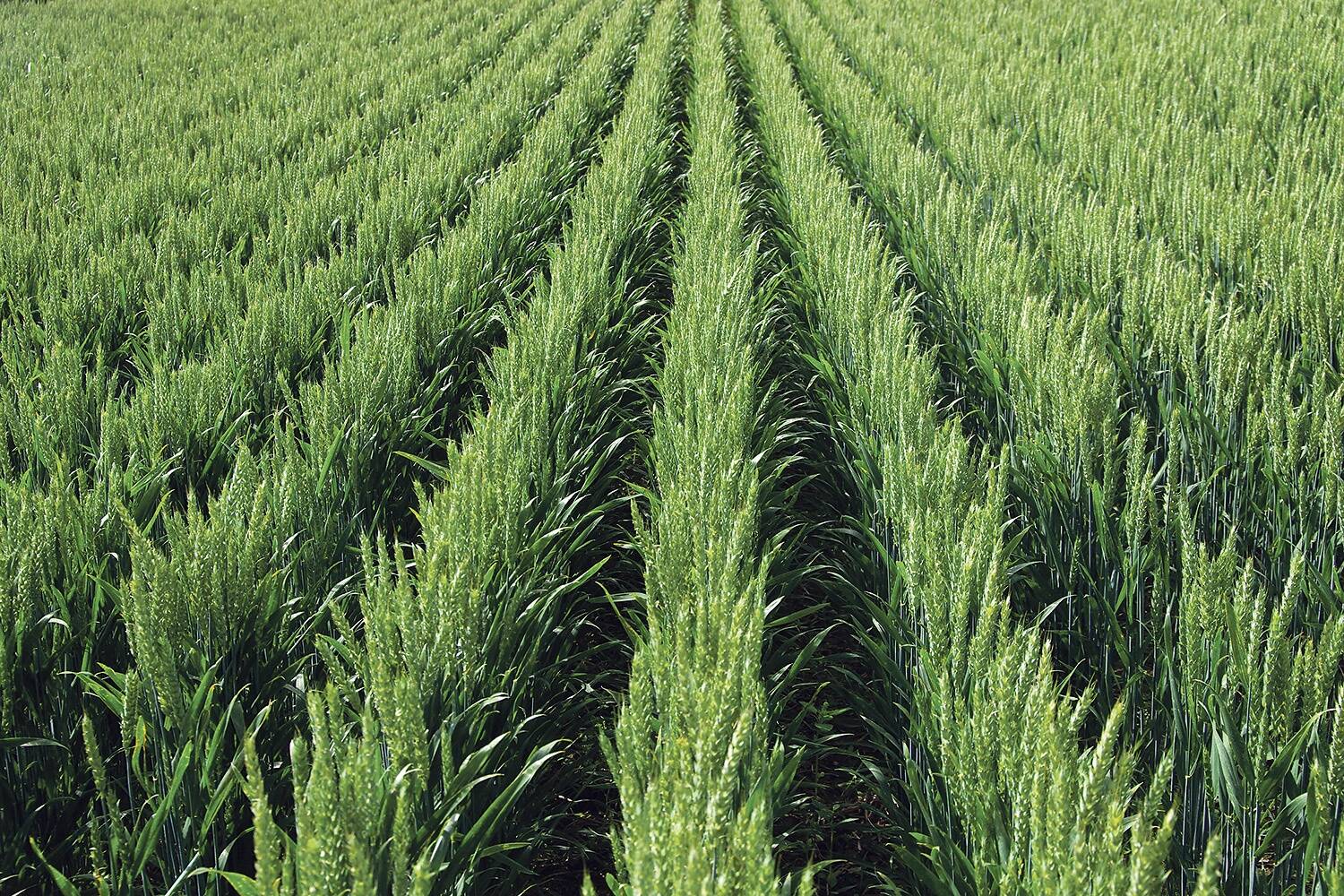 2019. aasta talinisu Tartumaal põllukoolis korraldatud võrdluskatsetes (katse tootmispõllul) paistis Elatus™ Era-ga pritsitud variant silma kõrgeima keskmise saagiga 11 961 kg/ha, võrdluskatselappide keskmised saagid olid 10971 kg/ha ja 11 383 kg/ha.