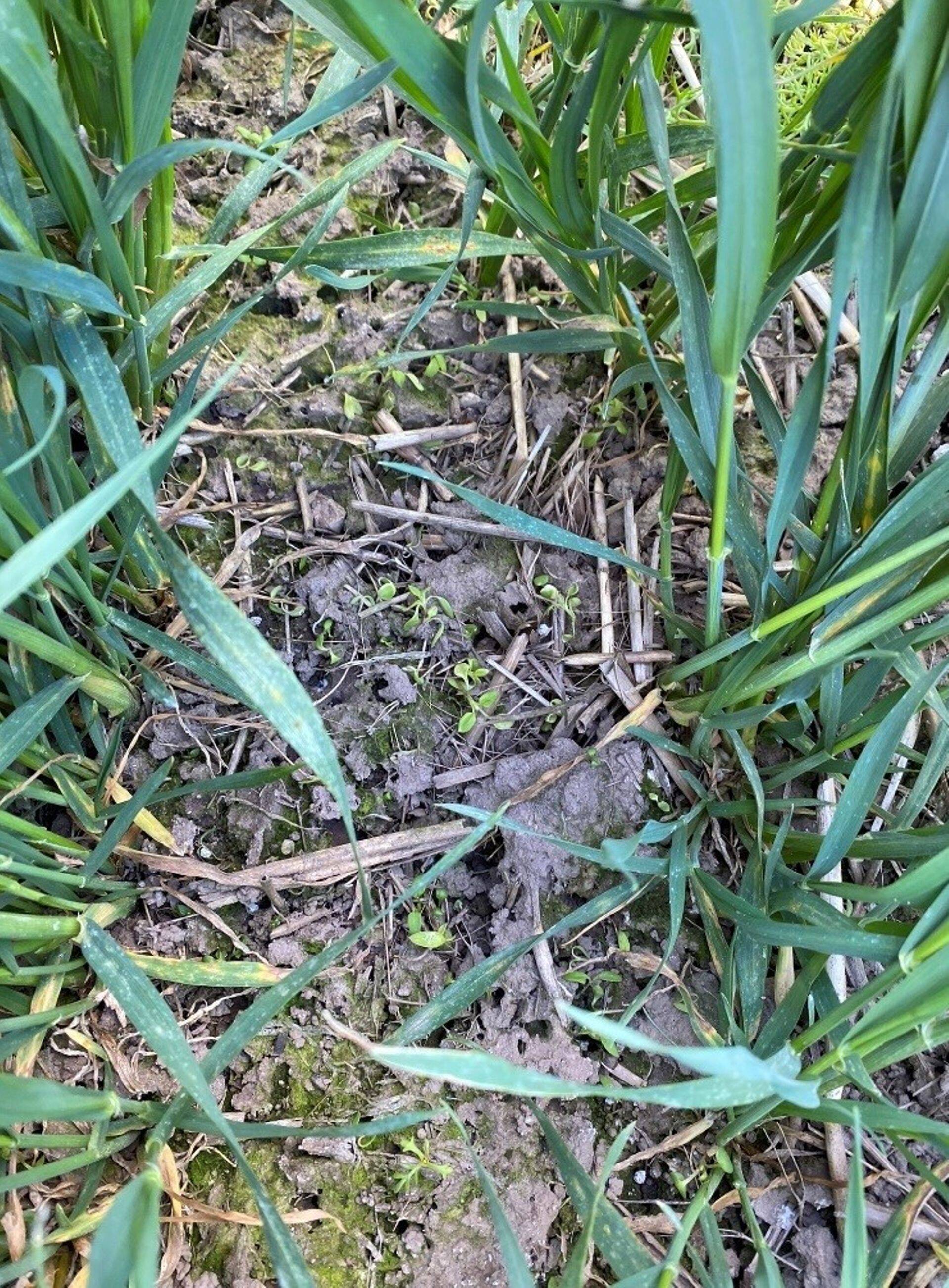 Diflanil ja Roxy herbitsiididega pritsitud põld Tartumaal, kus näha herbitsiidide toimet umbrohtudele ka kevadel. Foto: Ann Raukas