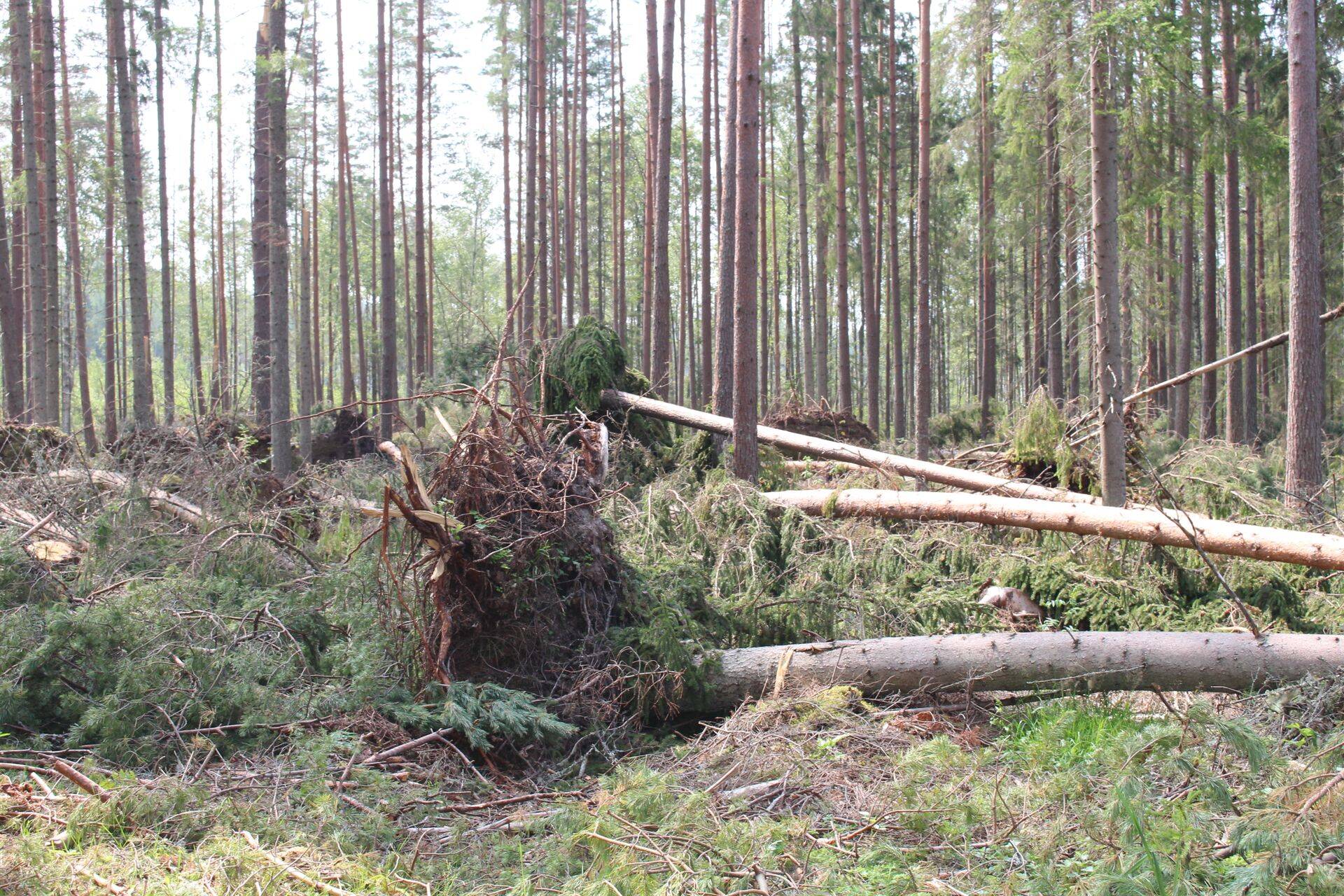 Tormimurd Lõuna-Eestis.