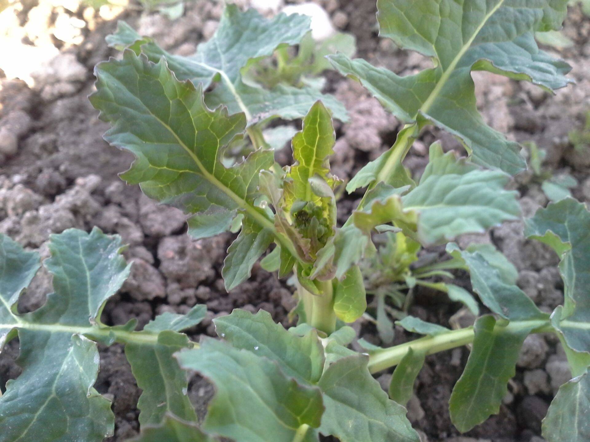 Varre peitkärsakas talirapsi õisikul.