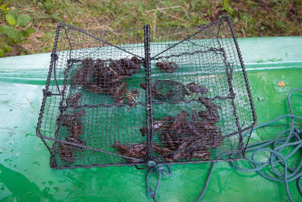 2021. aastal on lubatud ka kandiline vähimõrd