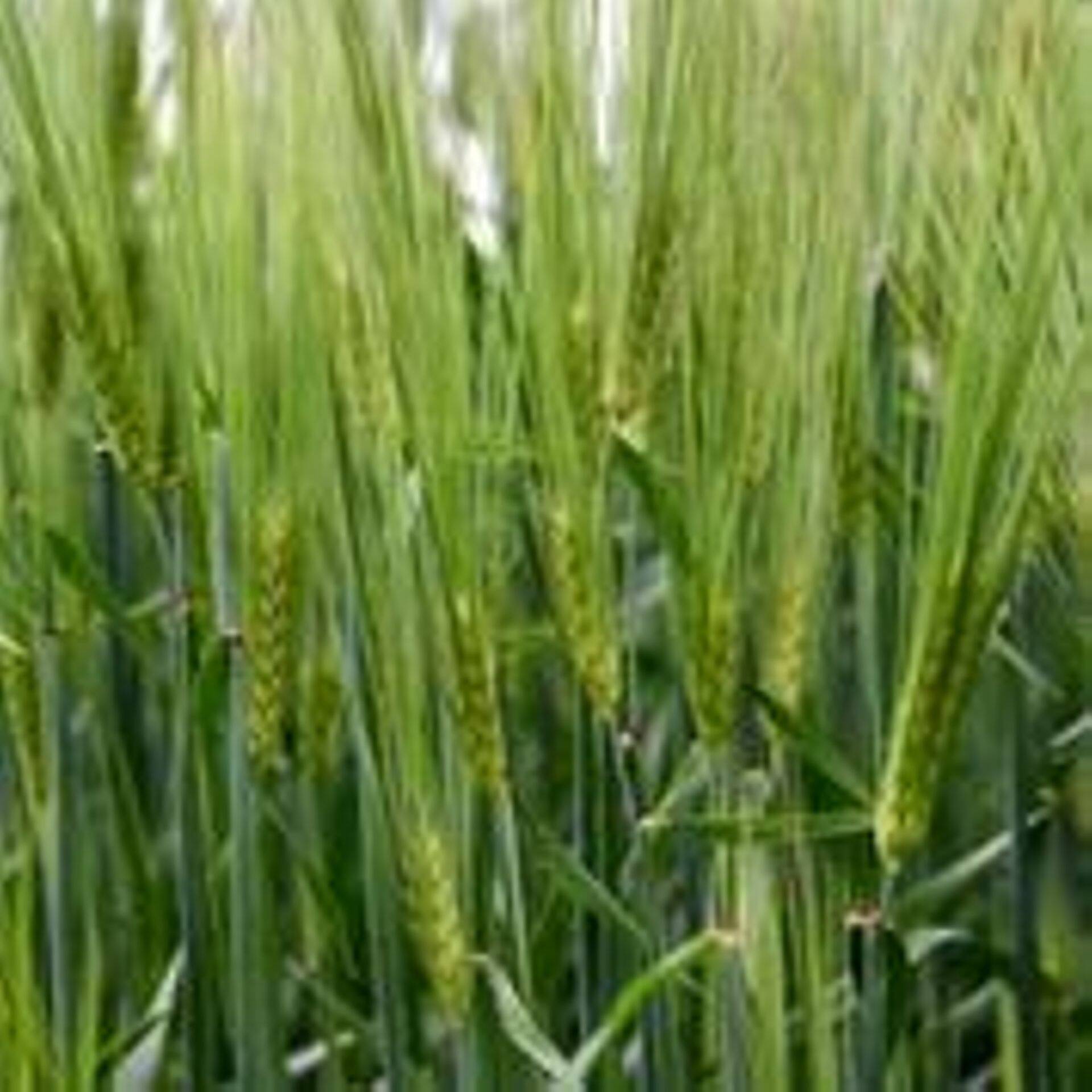 2014. aasta kevadel Oilseeds Trade’i poolt turule toodud varajane oder ’Wolmari’ on end kolme hooaja vältel tõestanud