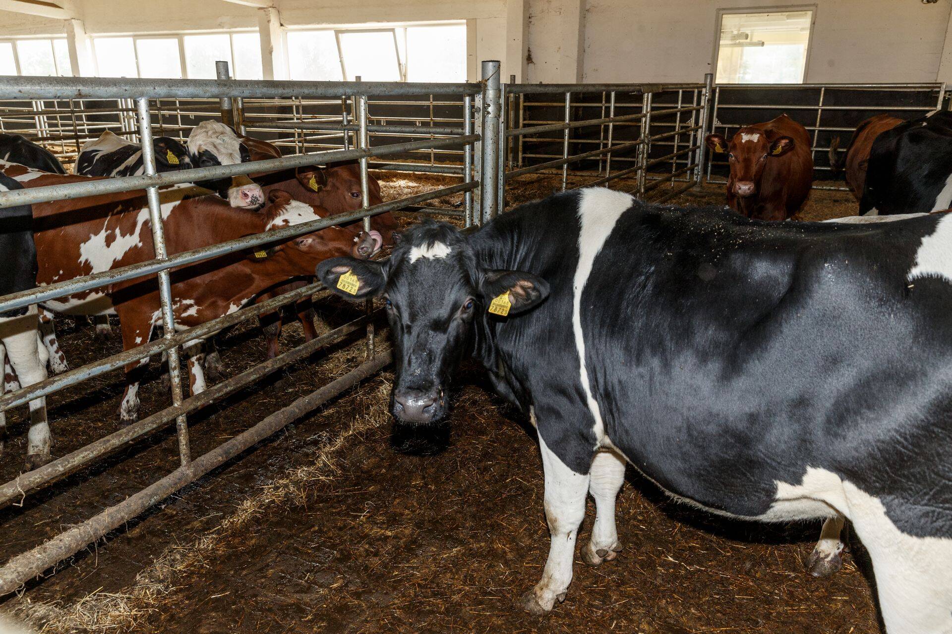 Eesti Tõuloomakasvatajate Ühistu kogumispunktis Kaunissaares