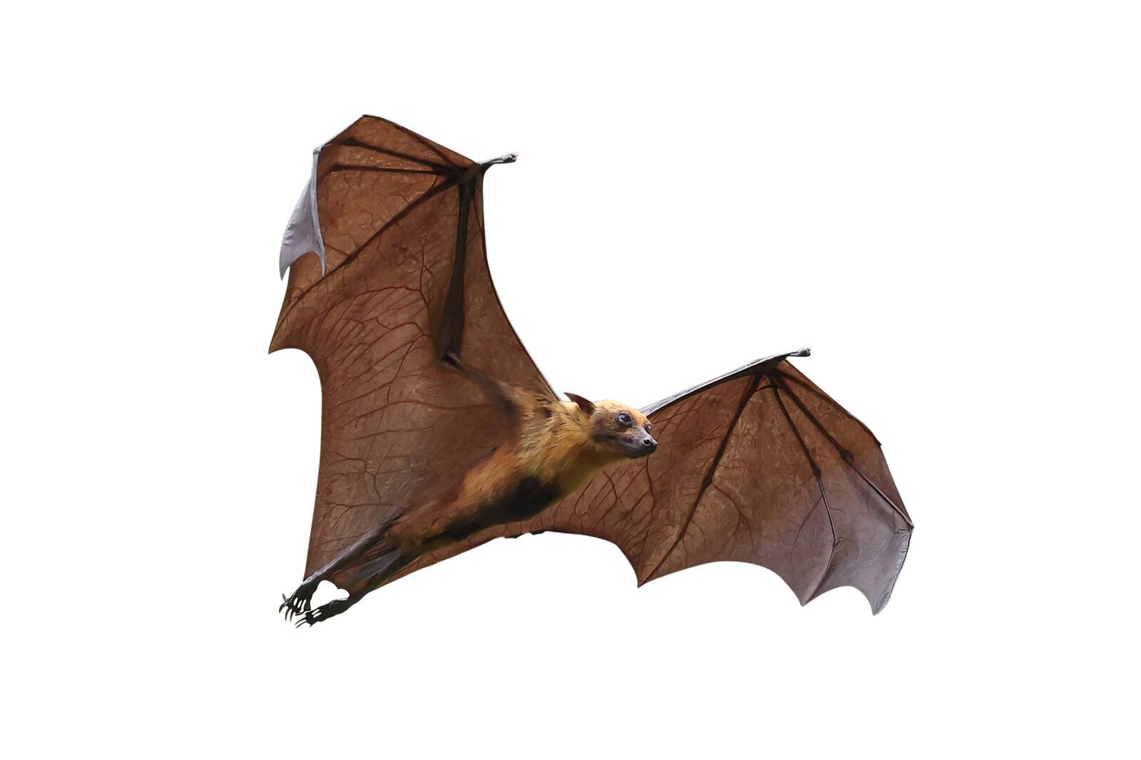 Nipah-viirus on paramüksoviiruste perekonda kuuluv RNA-viirus, mille algperemehed on puuviljadest toituvad nahkhiired (rahvakeeli lendavad rebased). Ehkki nahkhiired ise ei haigestu, võivad nakatuda ka sead ja teised loomad.
