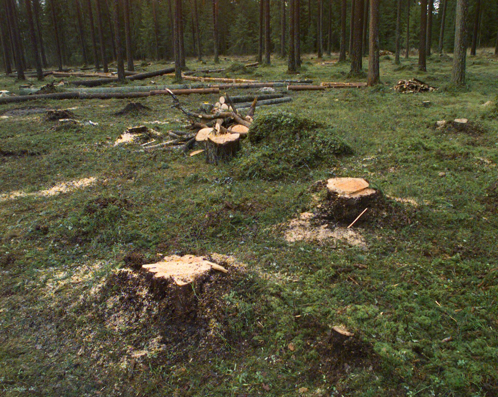 Keskkonnaminister kinnitas metsa majandamise eeskirja muudatuse