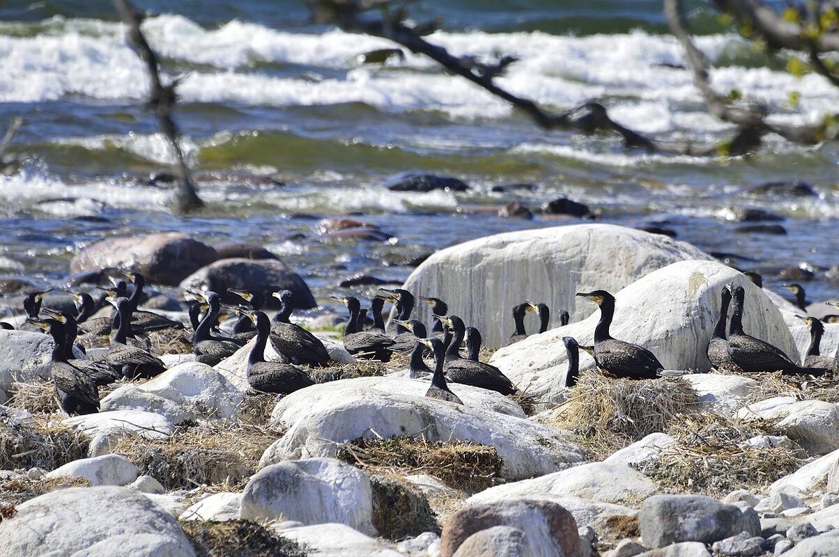 Eestisse tuleb pesitsema umbes 41 000 kormoranipaari, mis tähendab, et aasta lõpuks võib populatsiooni koguarvukus koos noorlindude ja läbirändel olevate isenditega ulatuda 180 000 linnuni. See kamp sööb aastas ära vähemalt 9000 tonni kala.