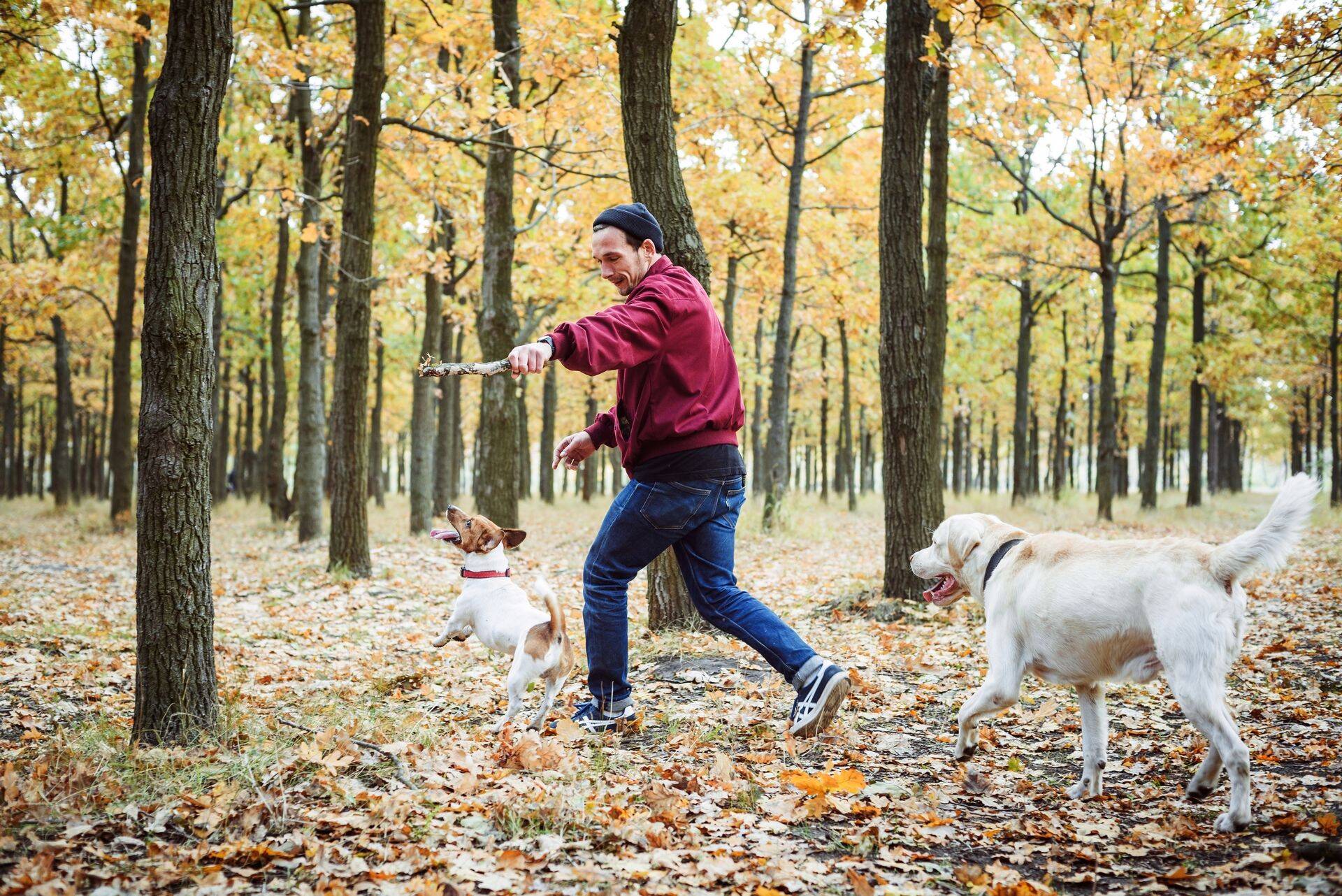 Aktsiaturgude languse ajal tasub koeraga jalutama minna.