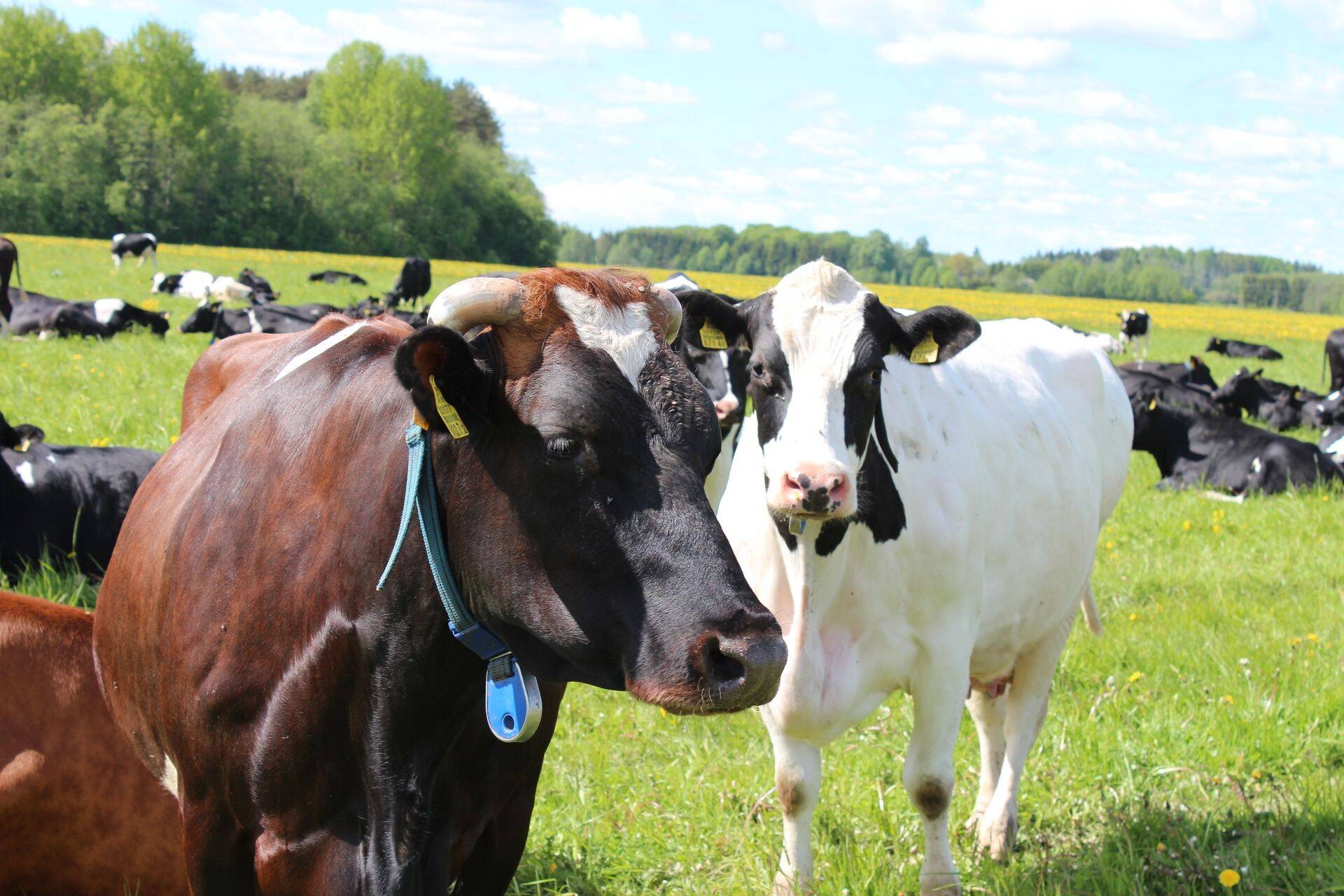 Eesti piimalehmad on järjest produktiivsemad