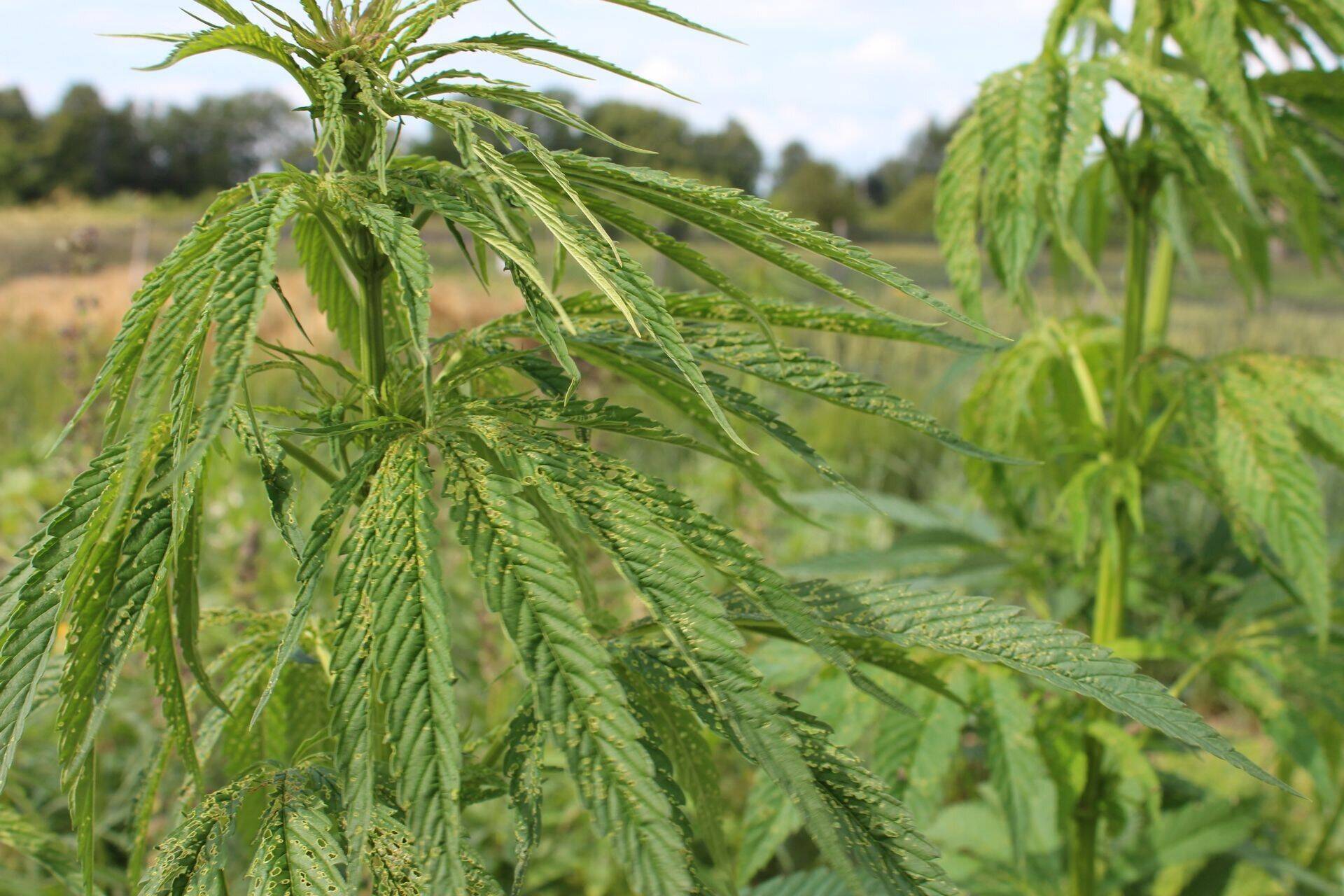 Kanepiseemnete impordilitsentsi taotlemine muutub selgemaks.