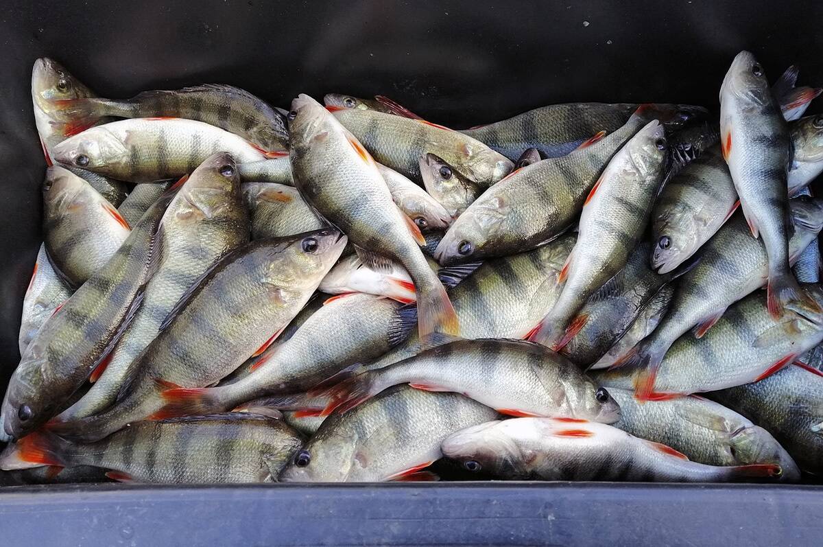 Limiit täis ja koju!