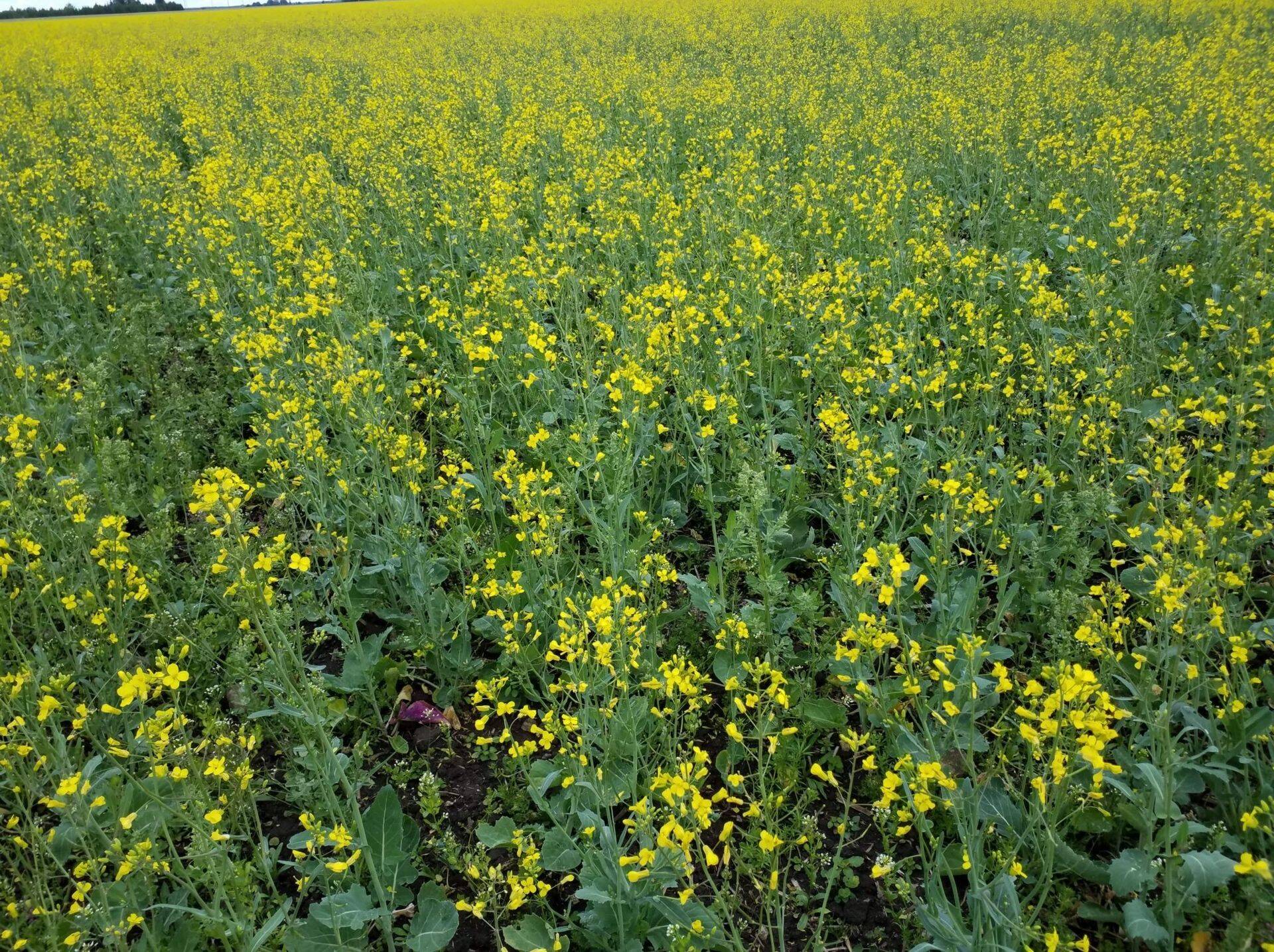 Suviraps õitsemise algul