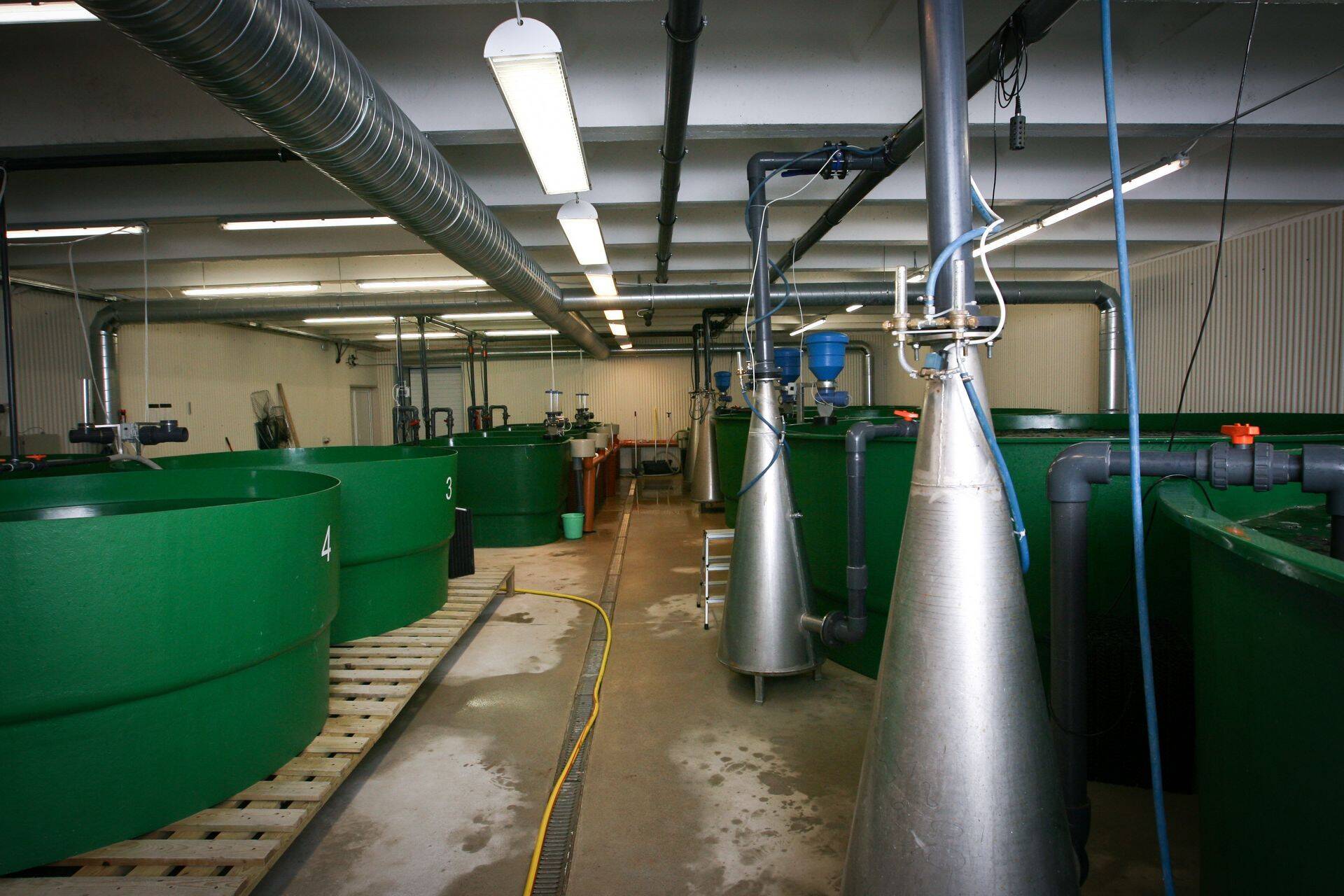 Riigikontroll: kalatootmisse pandud miljonid pole toonud kodumaist kala toidulauale (foto on illustreeriv)