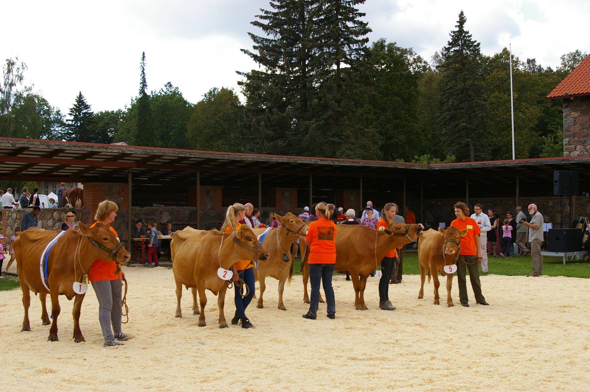 Eesti maatõugu veis on üks ohustatud loomaliikidest. Fotol kaunimad selle tõu esindajad Ülenurmes näitusel.