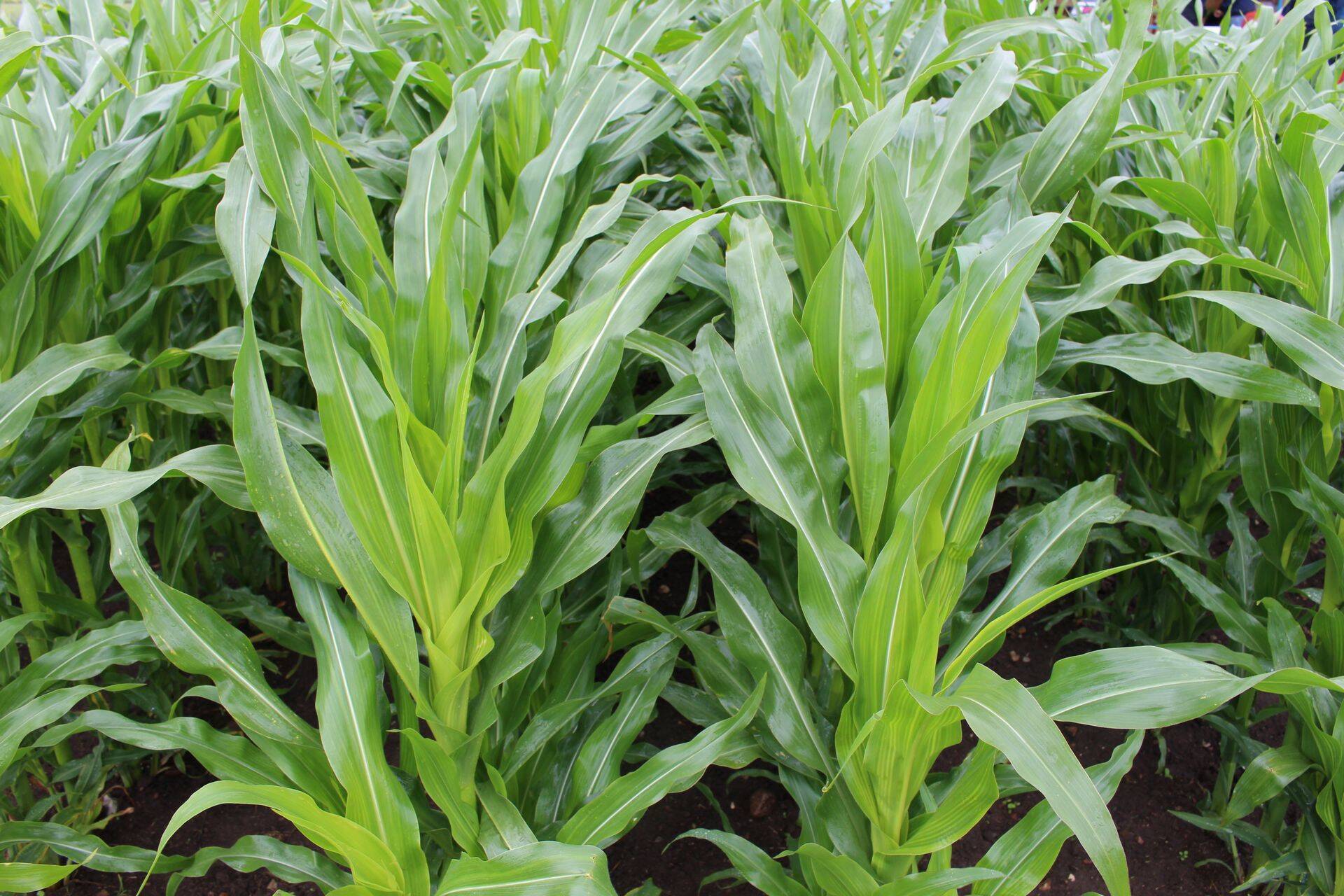 Kuidas agrotehnoloogia põllumajanduses enda kasuks tööle panna?