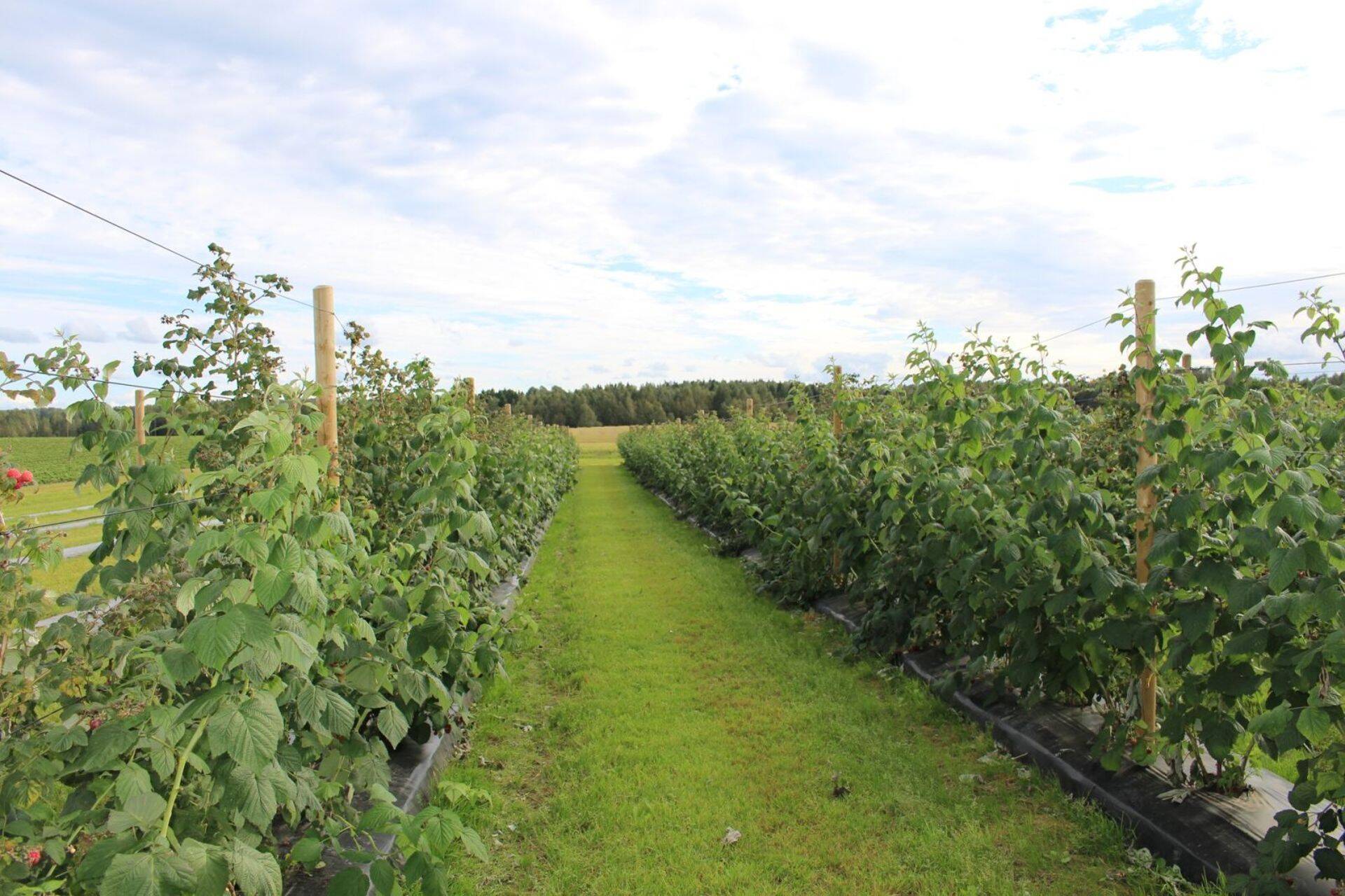 Kevadel vajavad marjapõllud hooldust, suvel on vaja sadu marjakorjajaid.