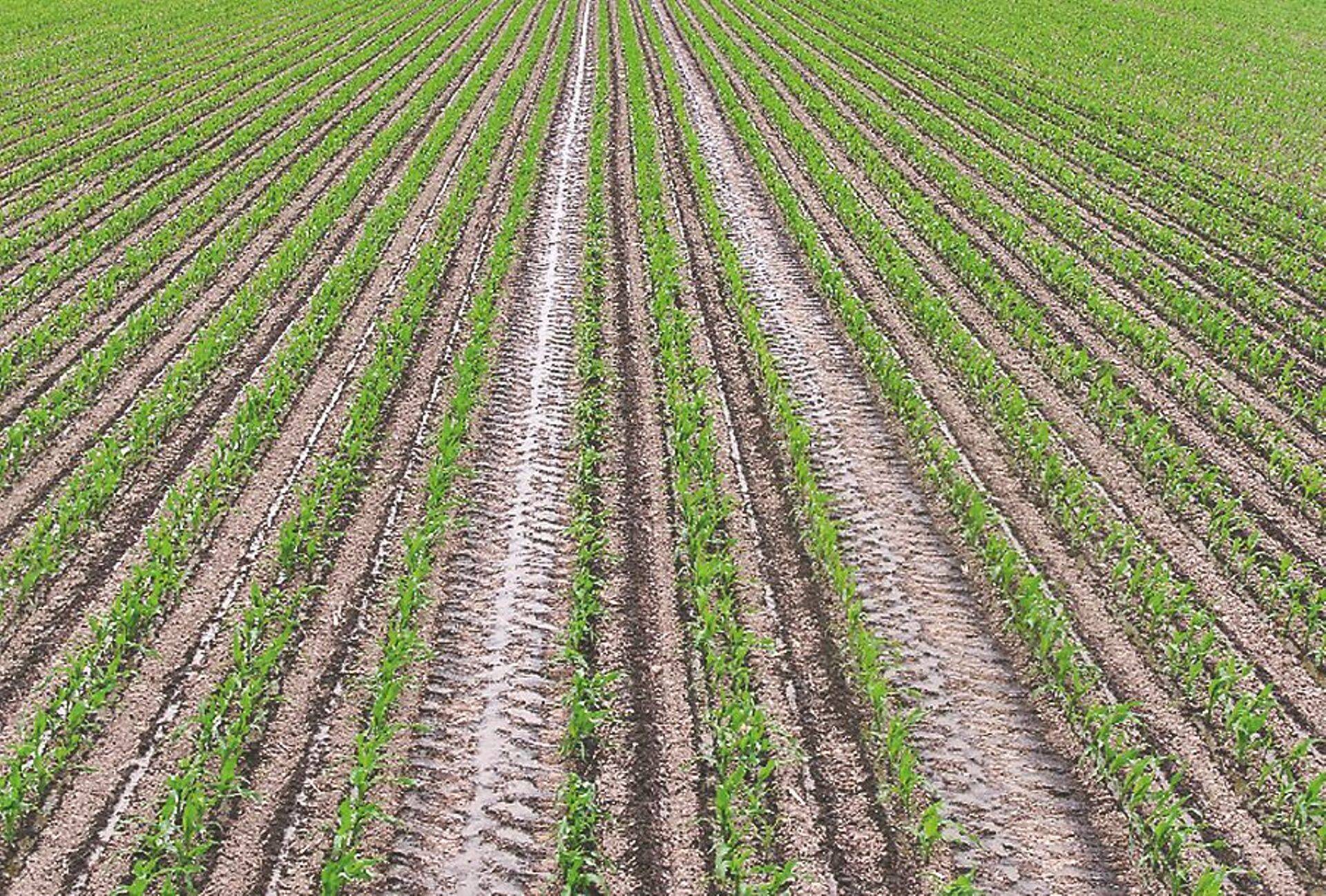 Võrreldes traditsioonilise külviviisiga tagab uus lahendus selle, et igal taimel on 70% rohkem kasvupinda.