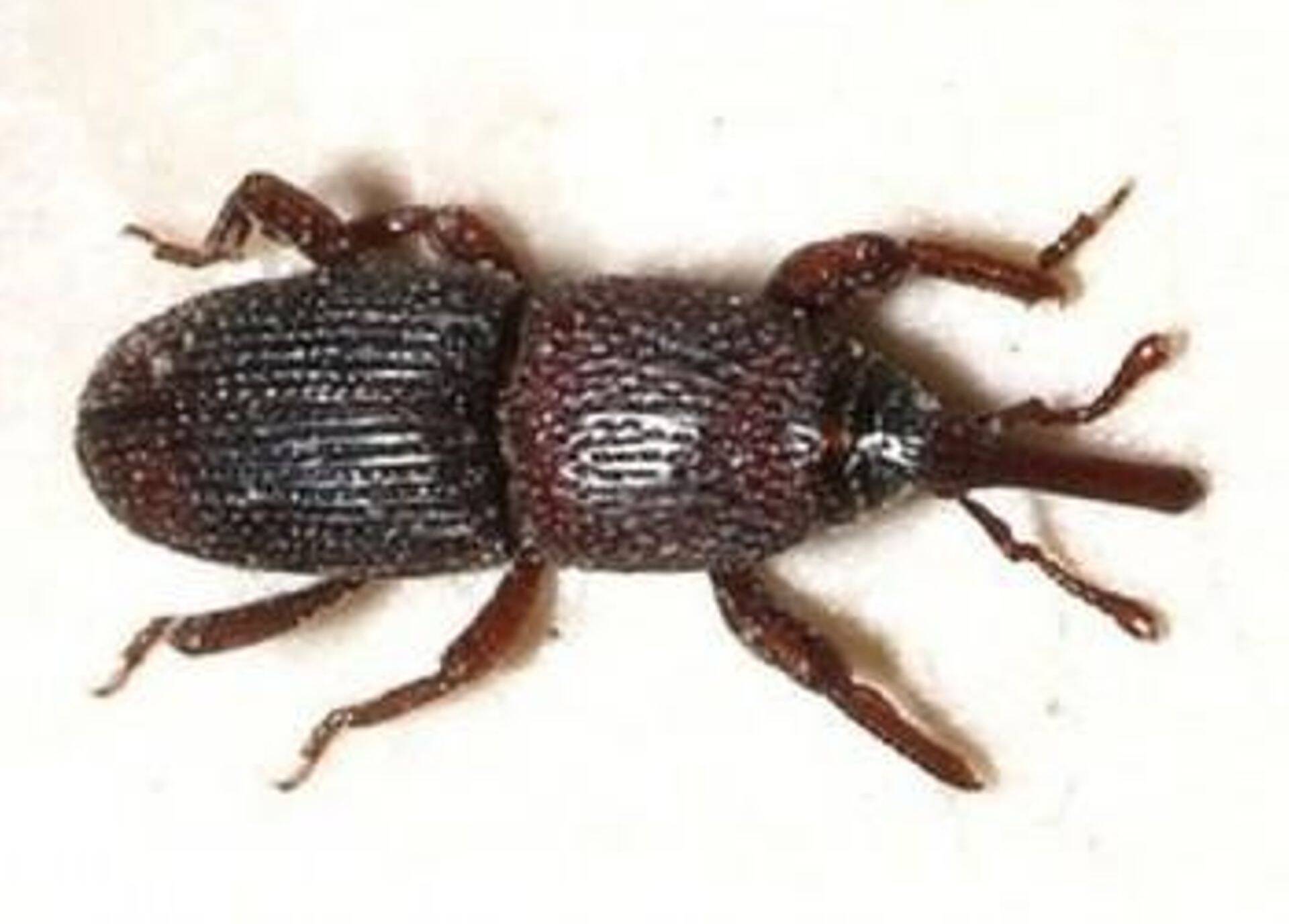 Terakärsakas (Calandra granaria sün. Sitophilus granarius)