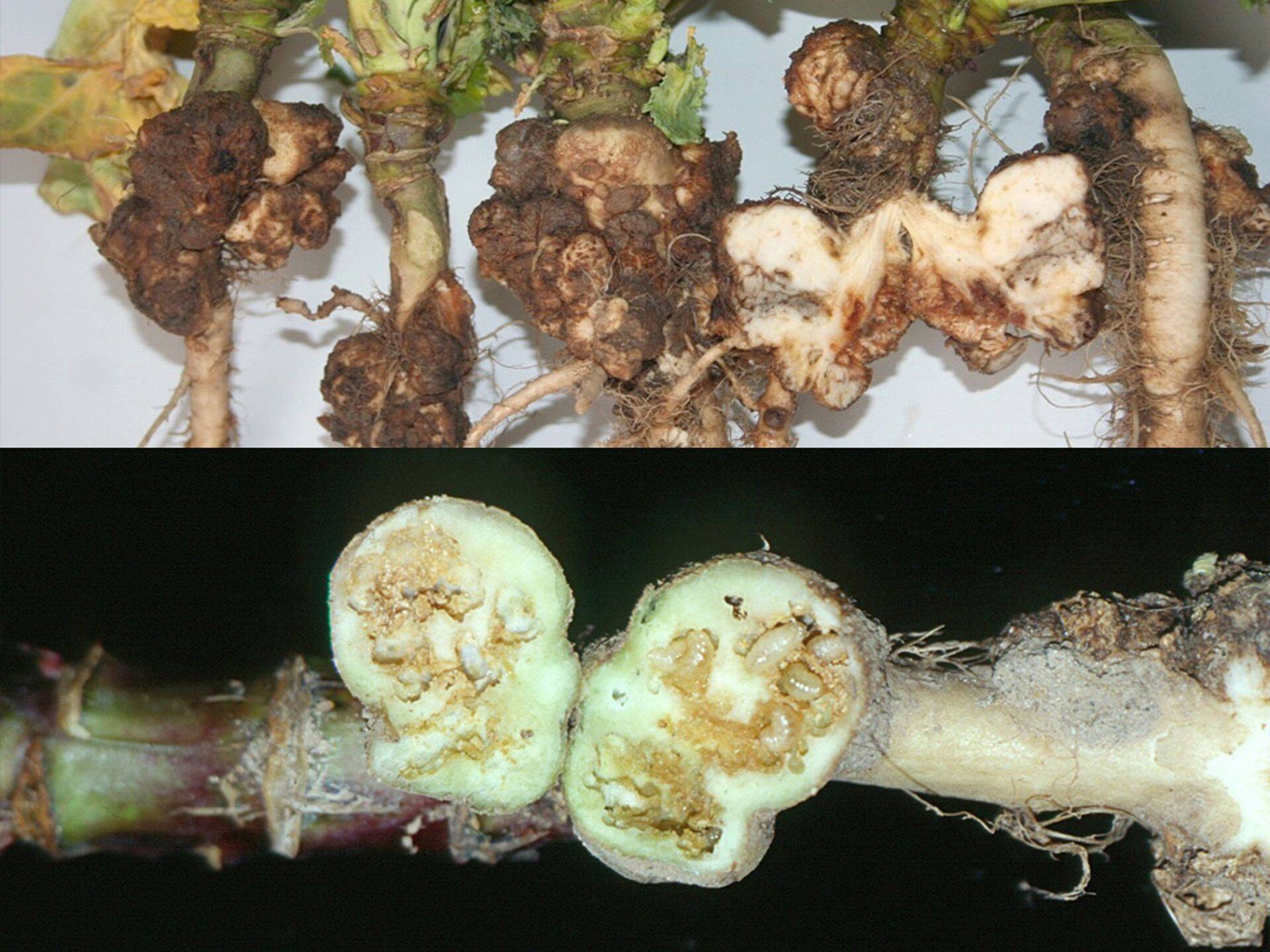 Nuutri kahjustus vs juure-peitkärsaka kahjustus.