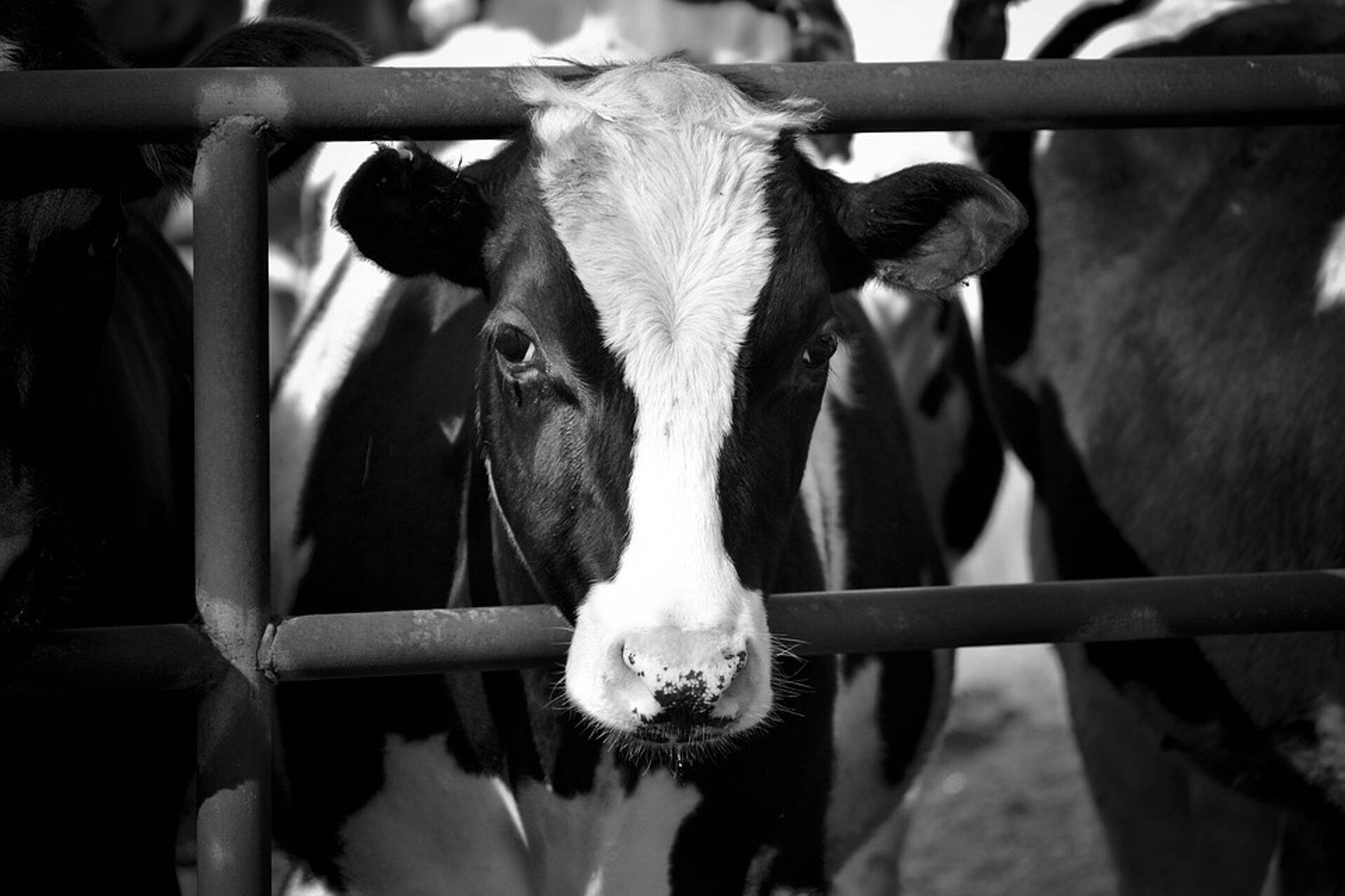 Piimaturg on logistiliste probleemide ning restoranide ja koolide sulgemise tõttu eriti tugeva löögi all.