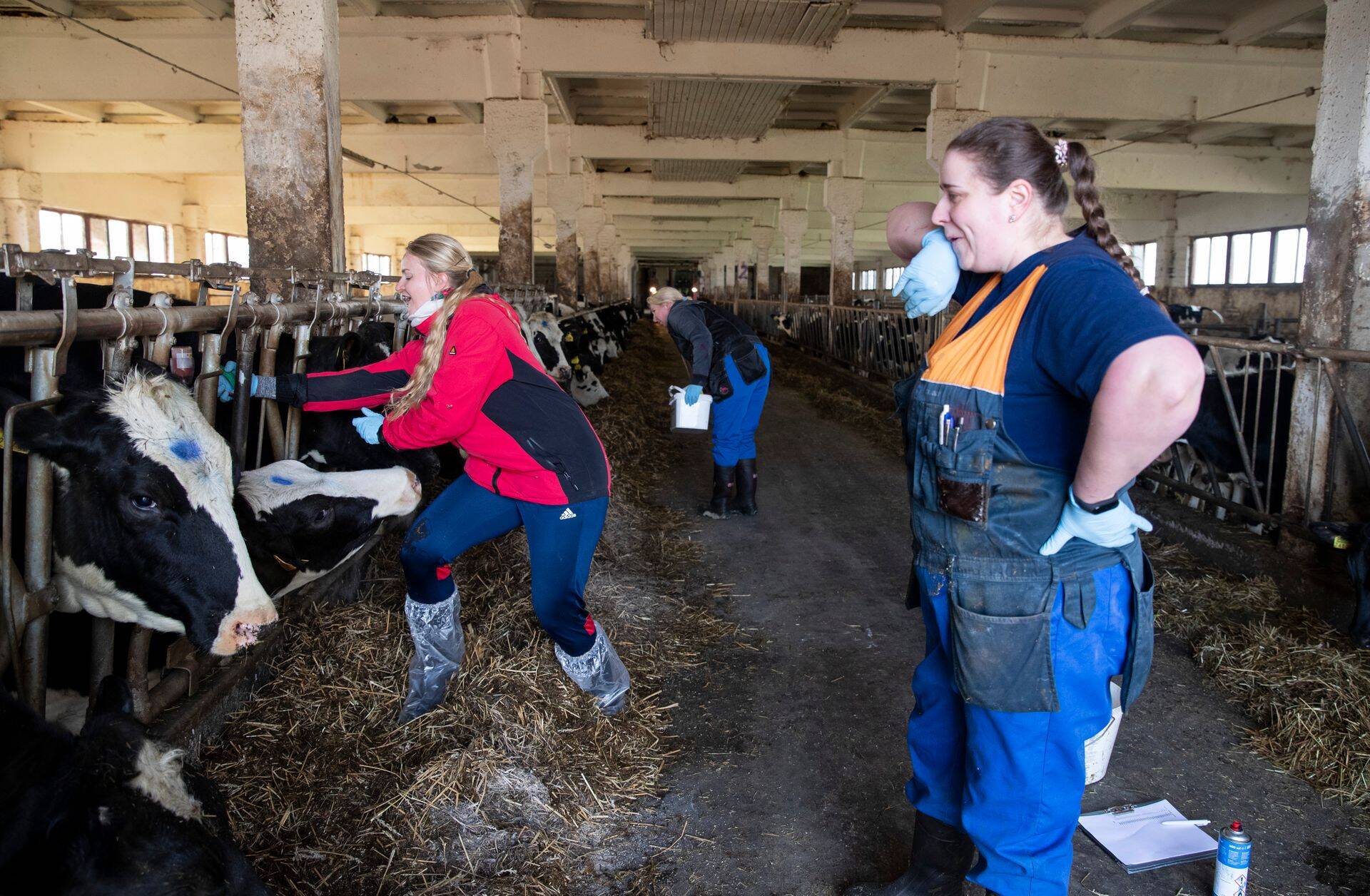 Veterinaararst Tuuli Lagemaa jälgib muigega, kuidas ajakirjanik proovib mullikaid vaktsineerida.