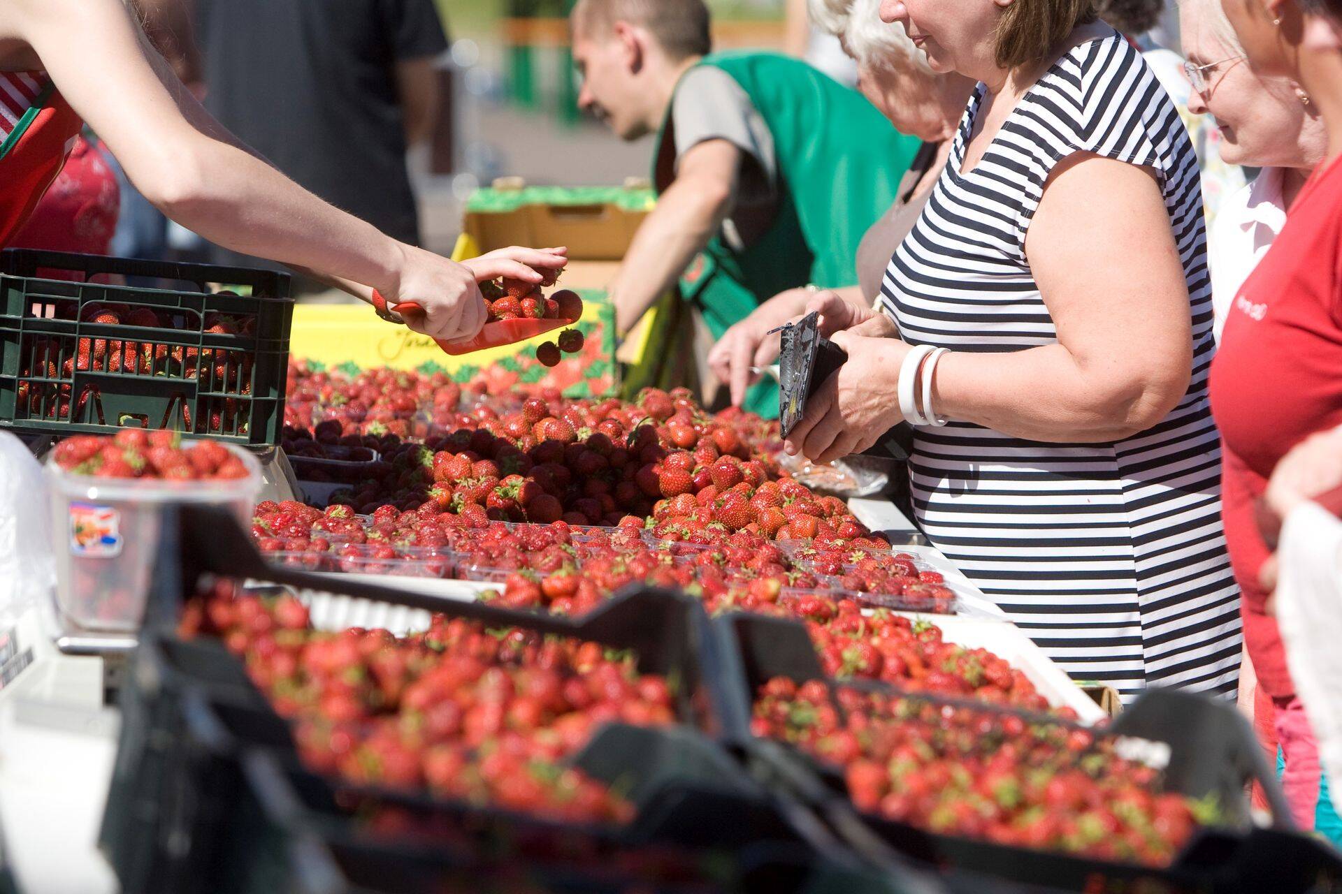 Maasikakasvatajad hoiatasid eelmisel nädalal, et kui pole inimesi, kes maasikaid korjaksid, võib suur osa saagist mädanema minna ning turul Eesti maasikat nii väga ei pruugi leida.
