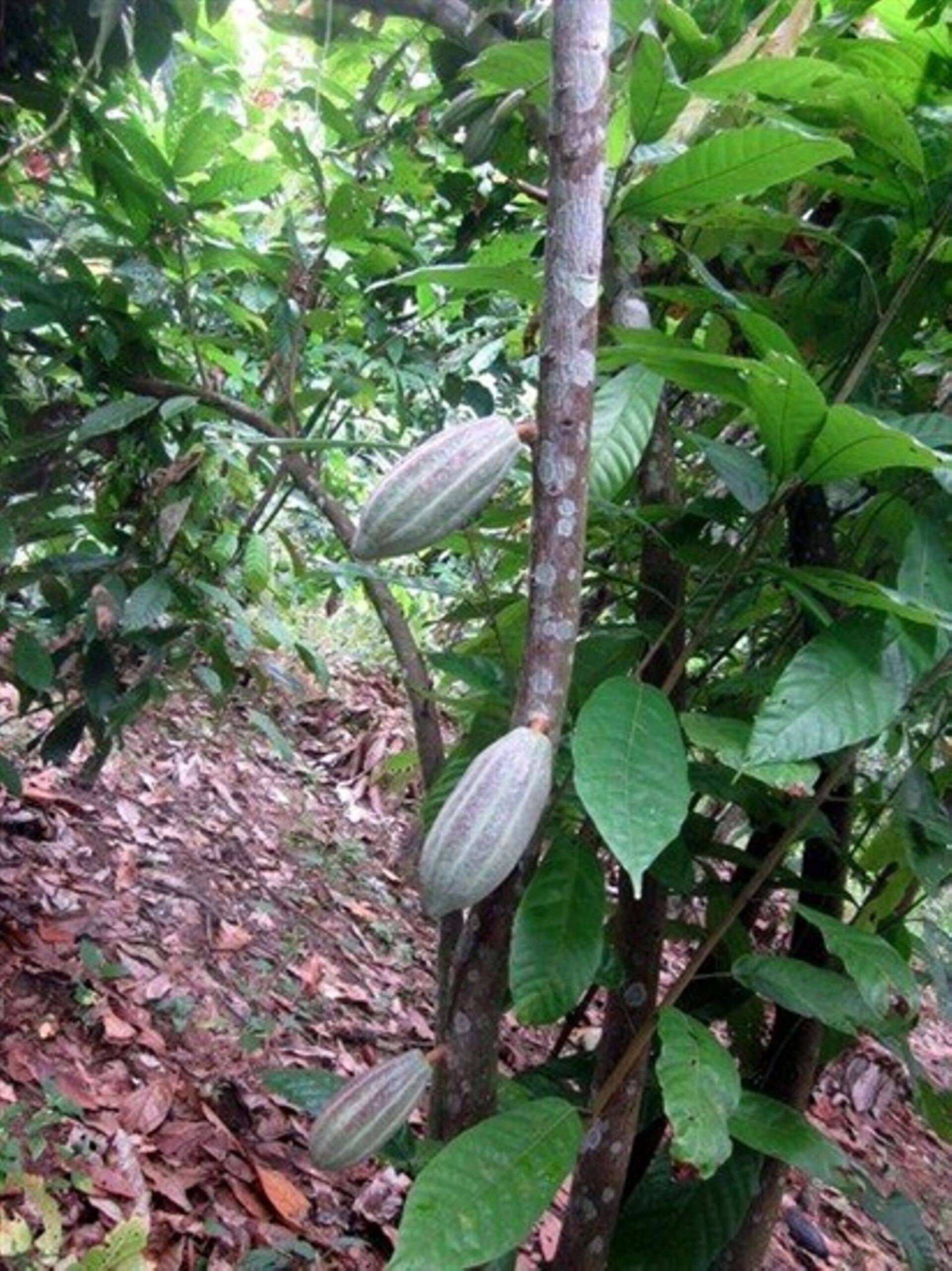 Kakaopuu vili kasvab otse puu tüve küljes. Kakaoviljad valmivad eri ajal, vilju korjatakse ja puhastatakse käsitsi.