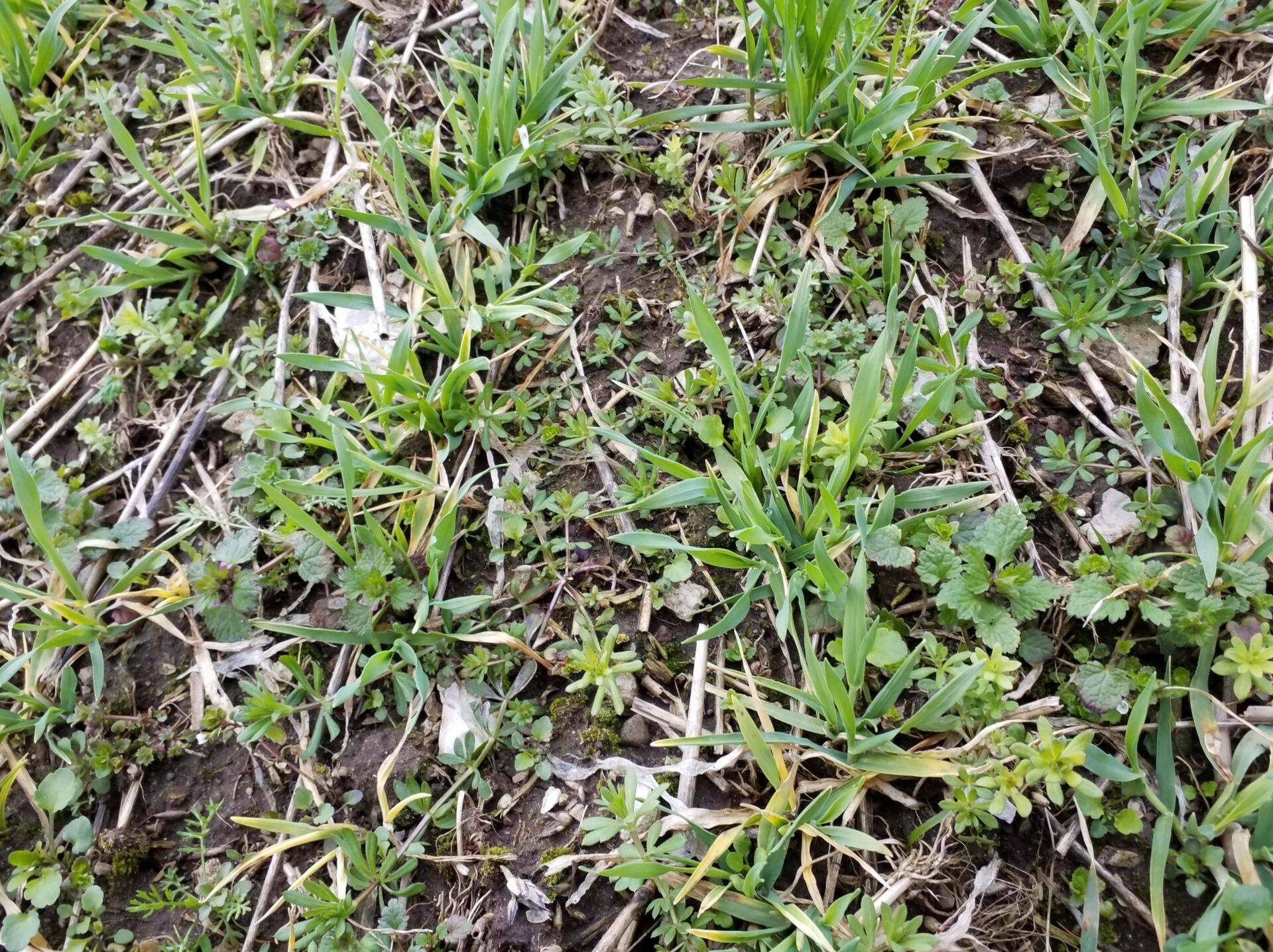 Talioder vajab umbrohutõrjet