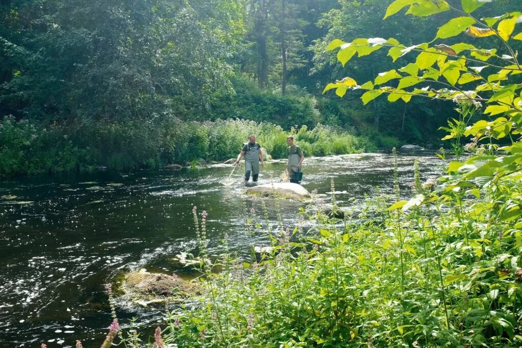 Atlandi lõhe noorkalade püüdmine proovide kogumiseks Keila jõe alamjooksul. Foto: Randel Kreitsberg