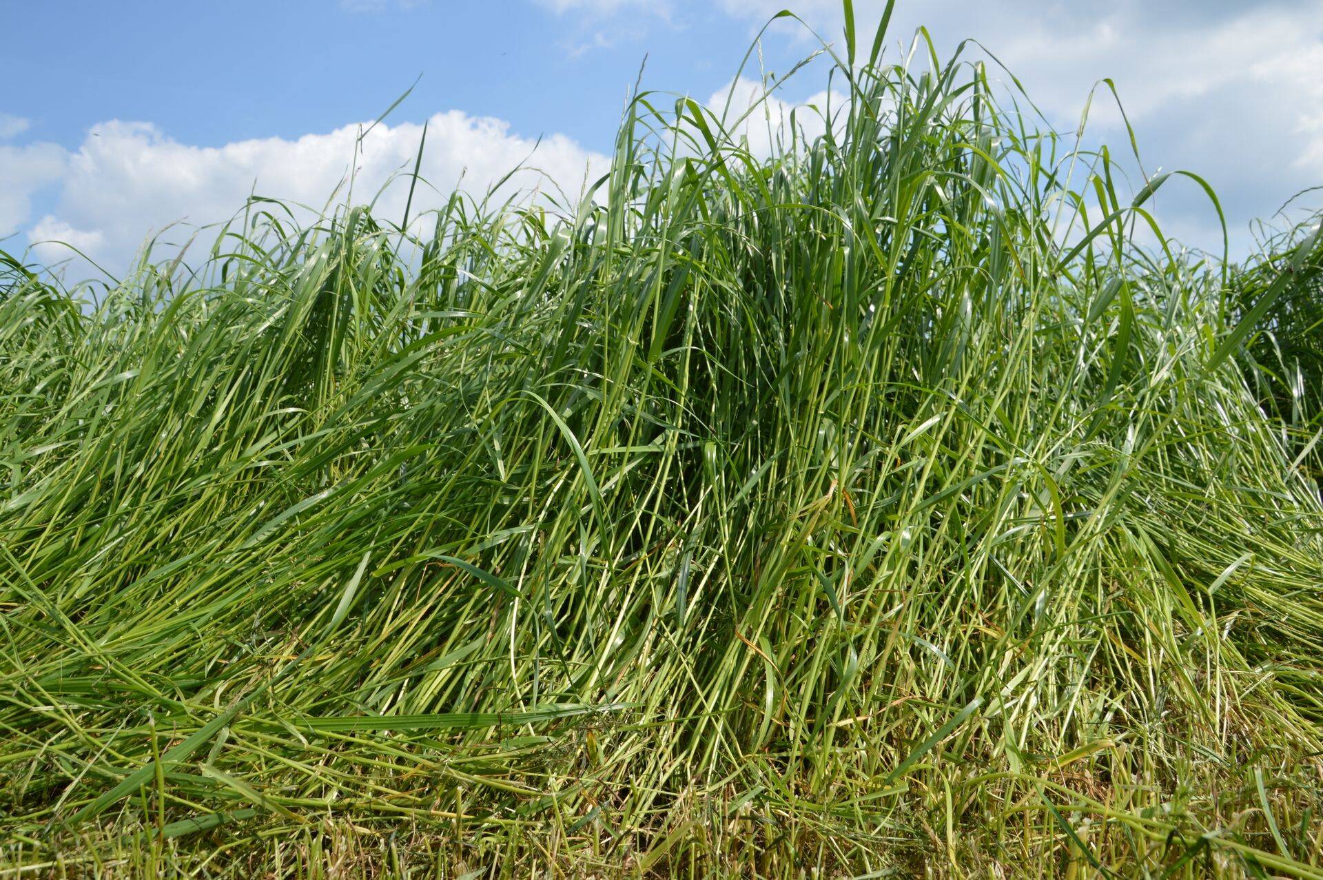 Põllumajandusuuringute Keskuse Taimse materjali labor ja ETKI alustasid siloseiret