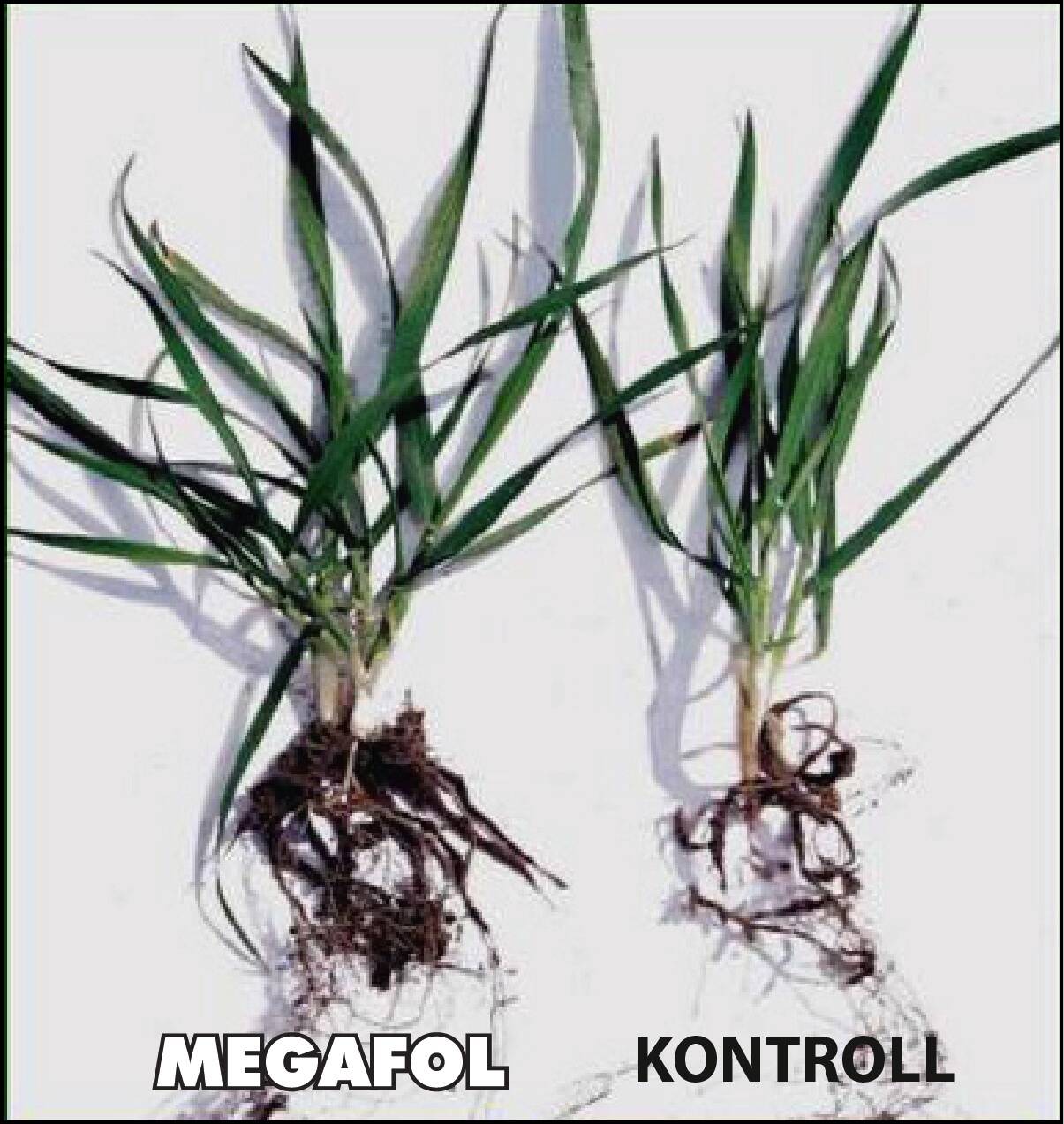 Megafoli mõju teravilja kasvule varases kasvufaasis