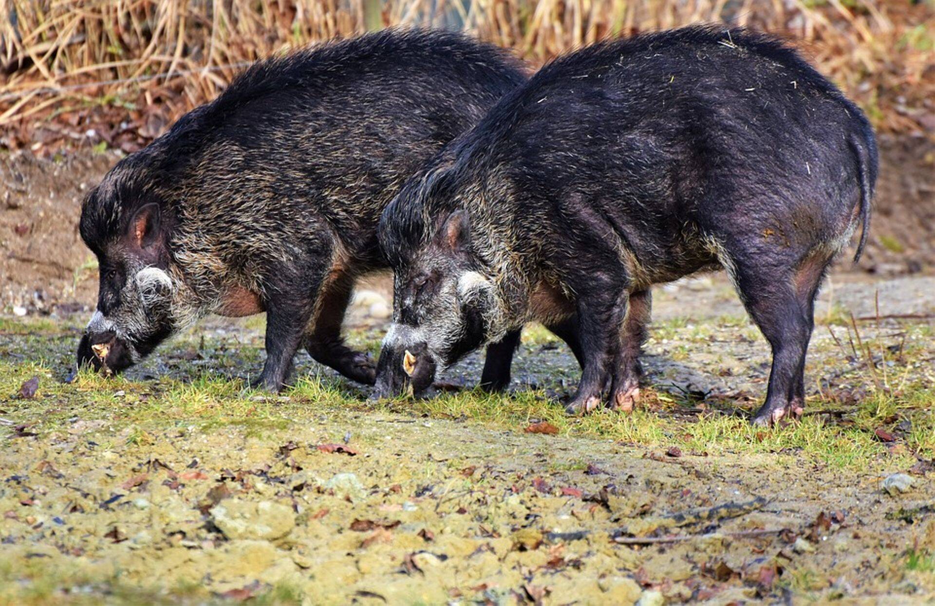 Seakatkujuhtumeid on järjest vähem.