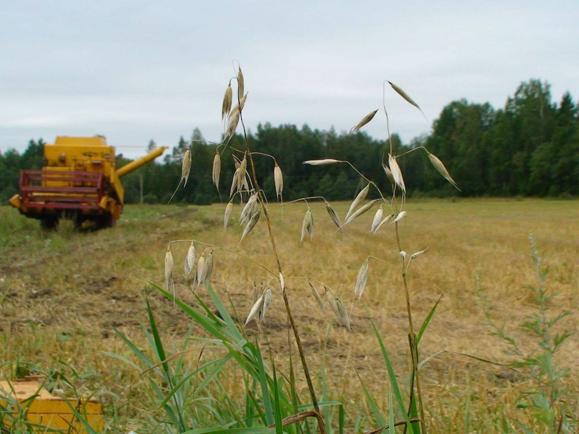 Umbrohu laialdane levik on vähenenud ja põllumajandusmaa kasutajad teevad oma põllumaal järjepidevat umbrohutõrjet, sealhulgas tuulekaera tõrjet.