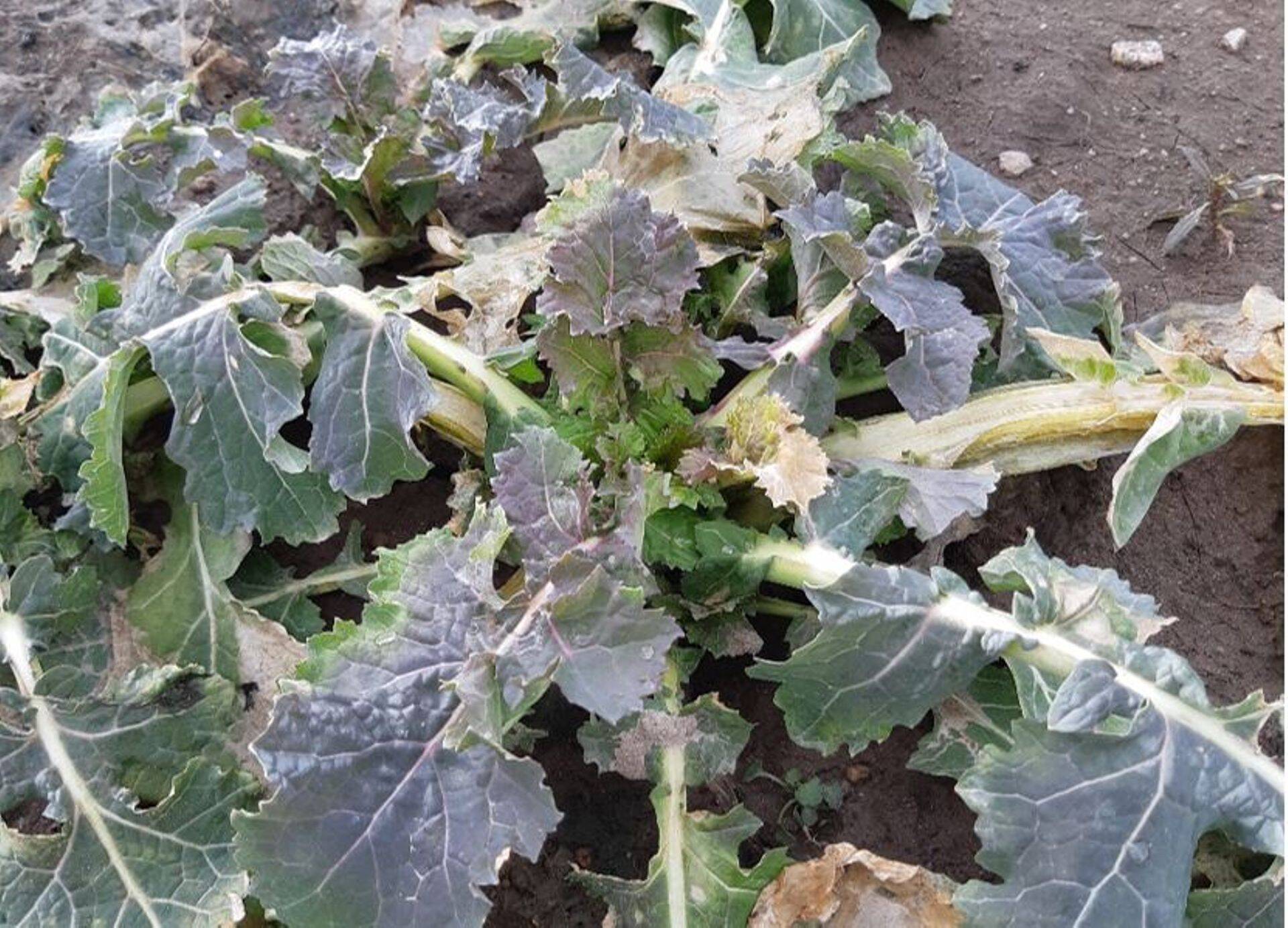 Leherosetid ootavad sooja, et hoogsat kasvu alustada.