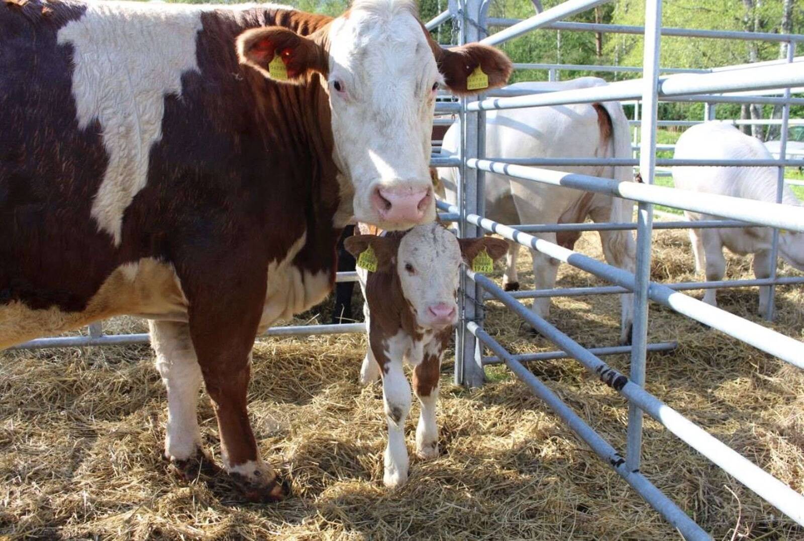 Veised Luige laadal.