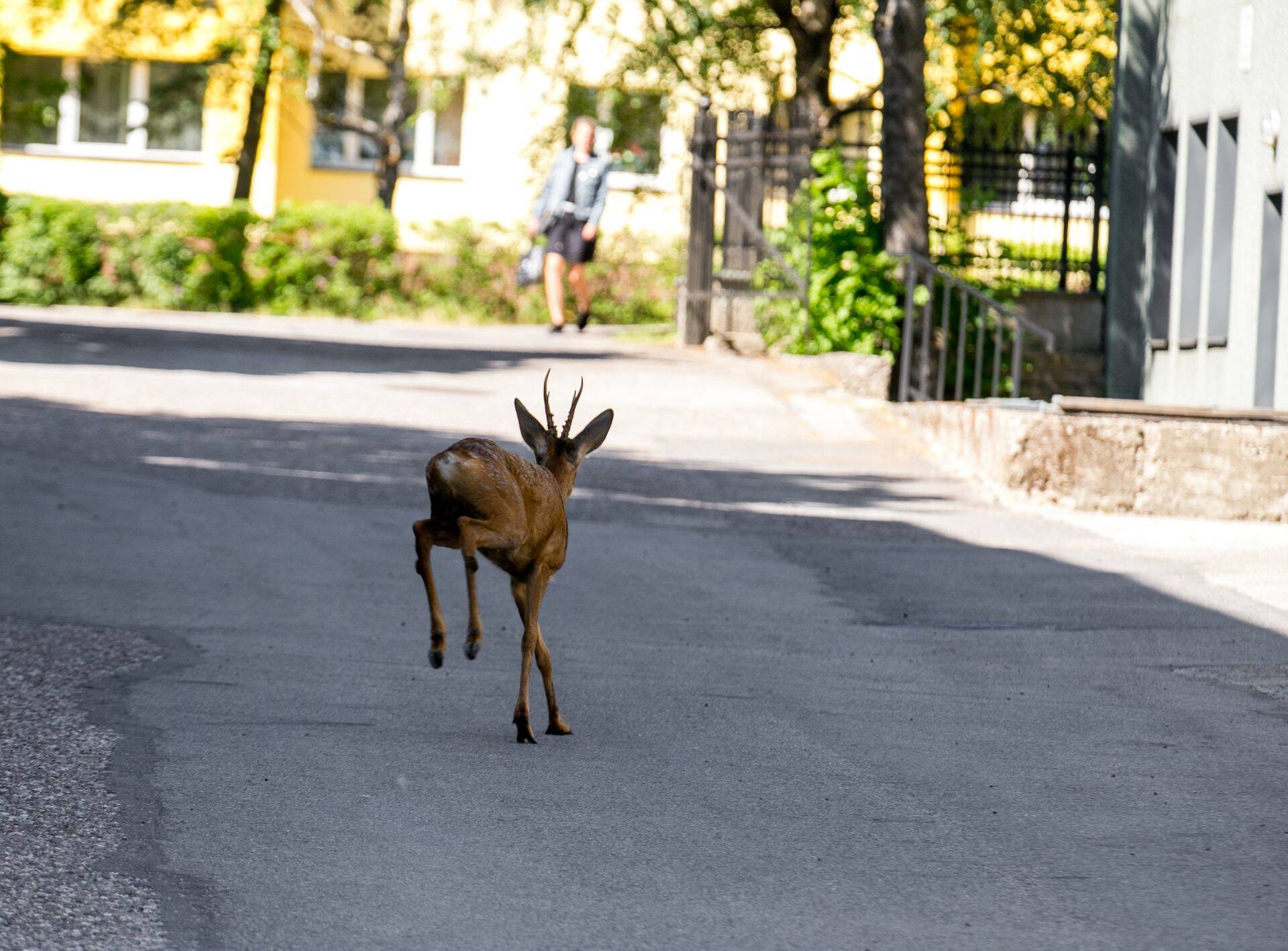 Metskits Pärnu linnas